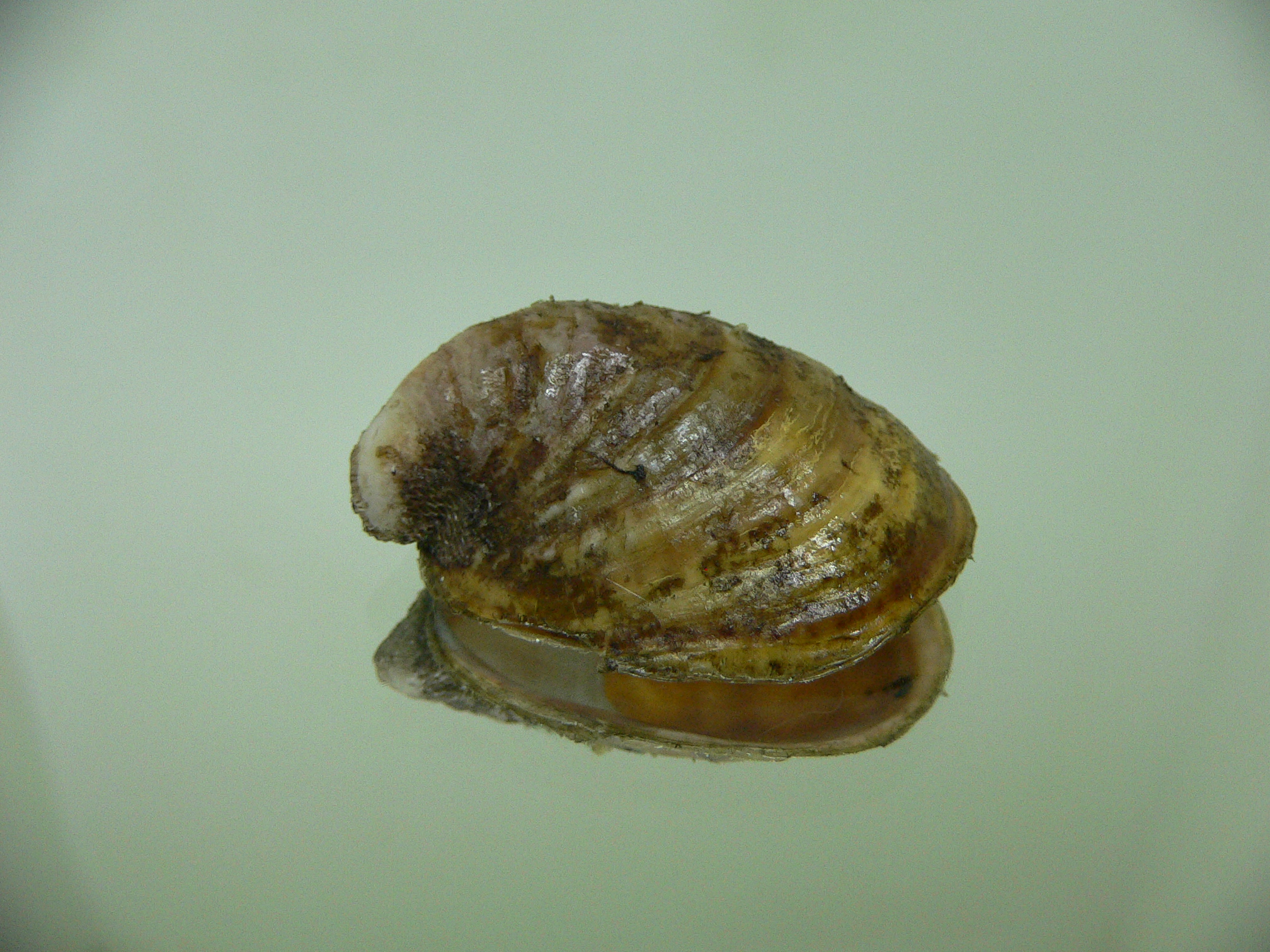 Grandicrepidula grandis SUCKER