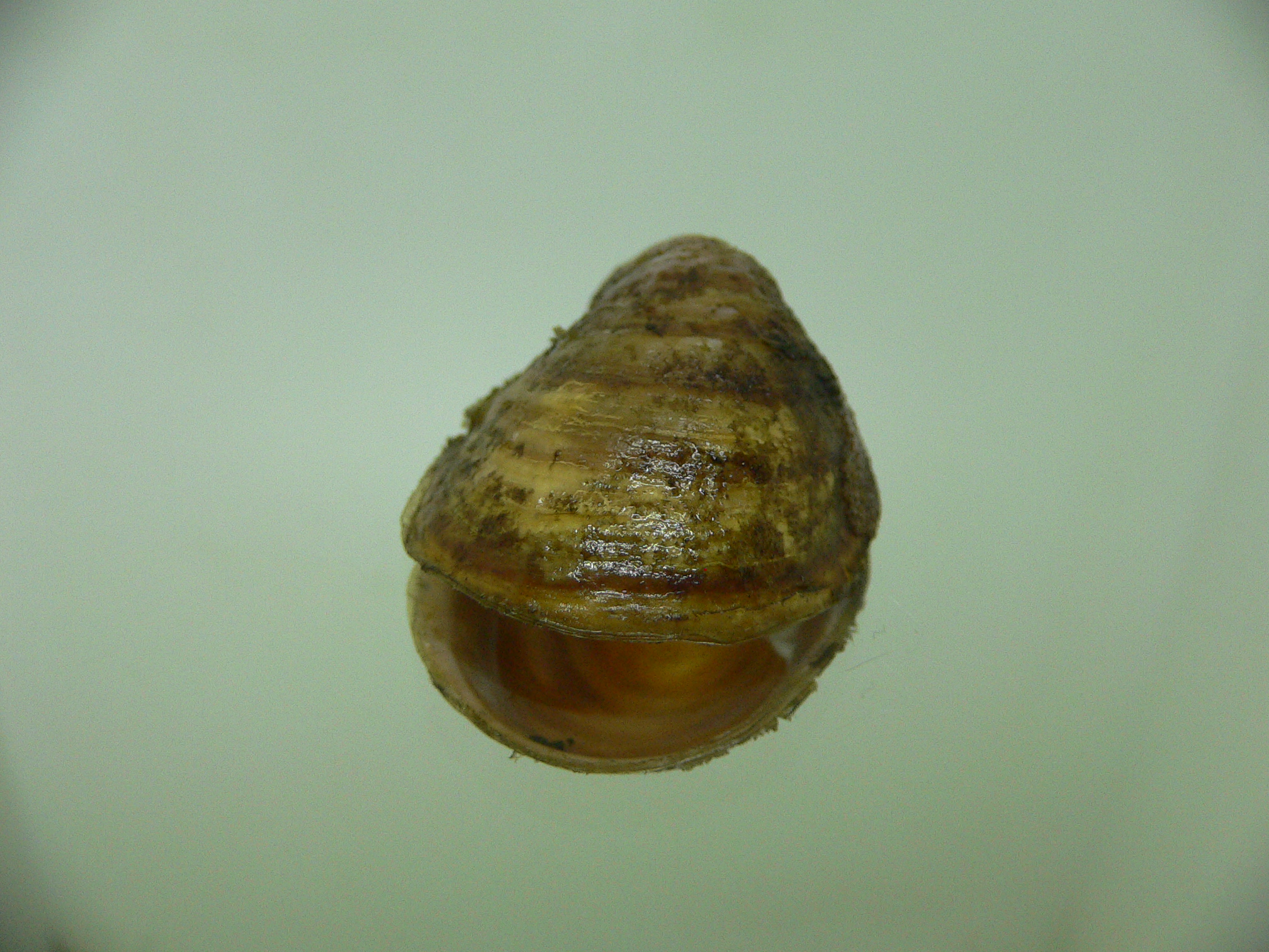 Grandicrepidula grandis SUCKER