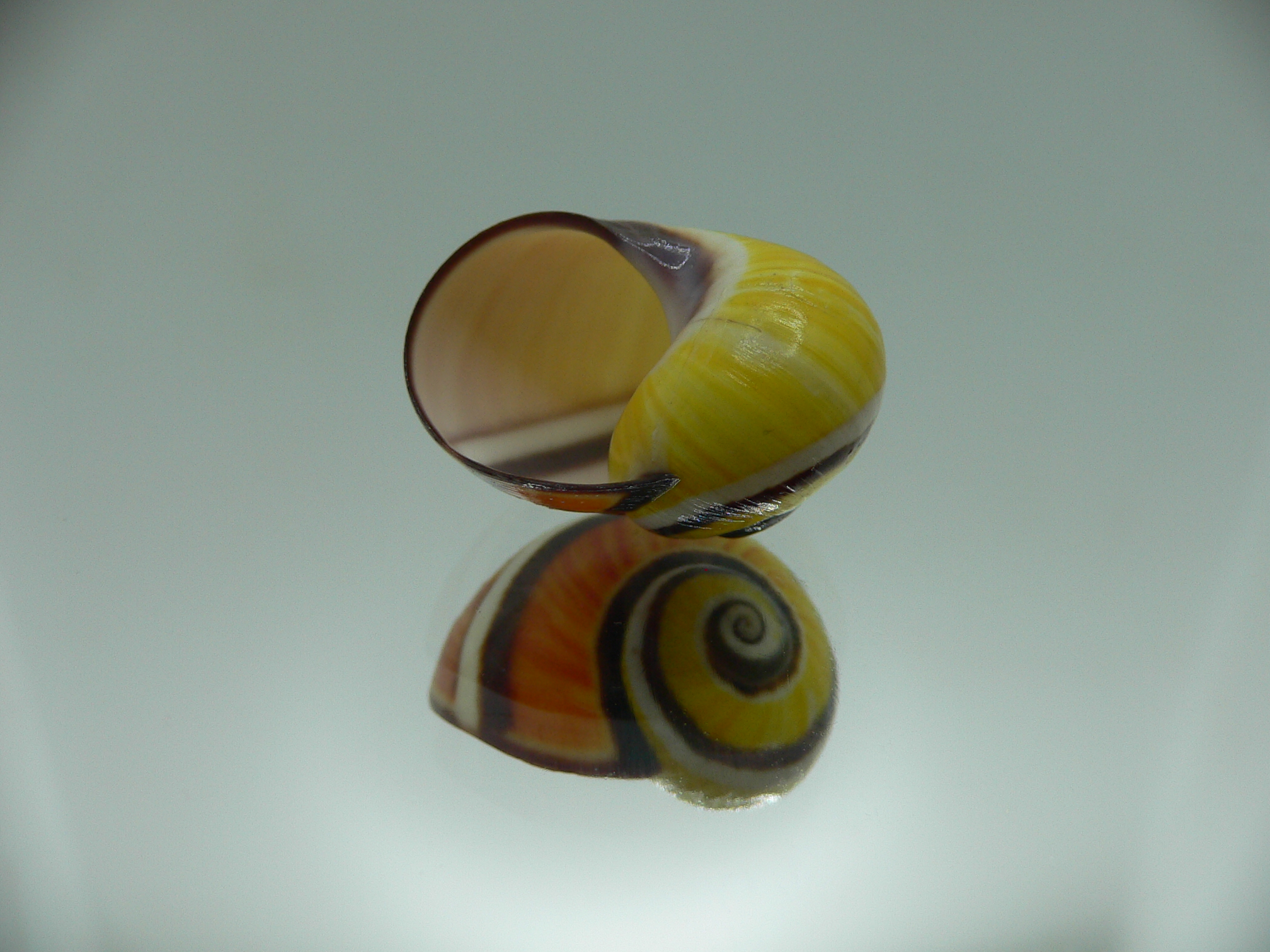 Polymita picta picta COLORIT