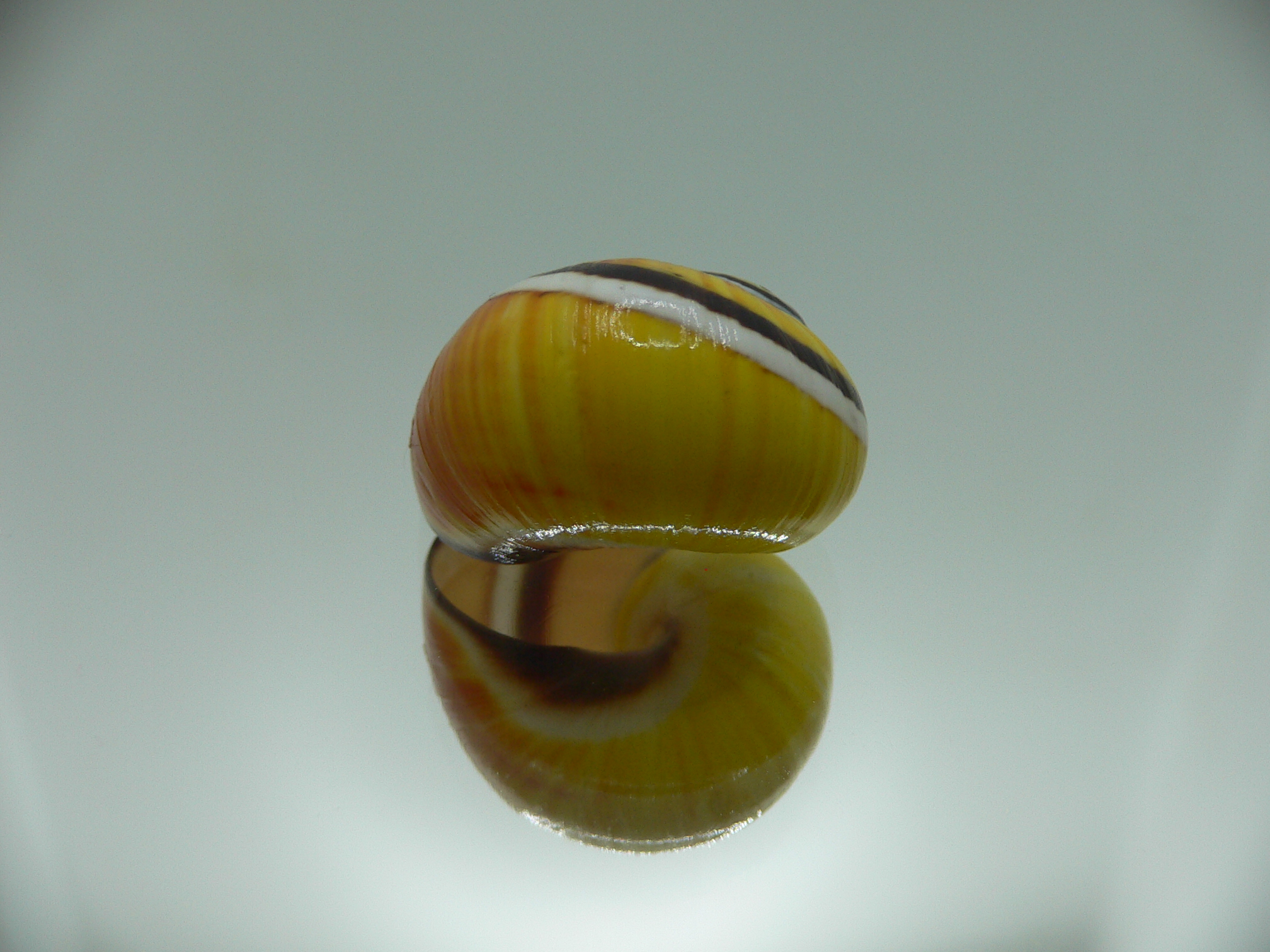 Polymita picta picta COLORIT