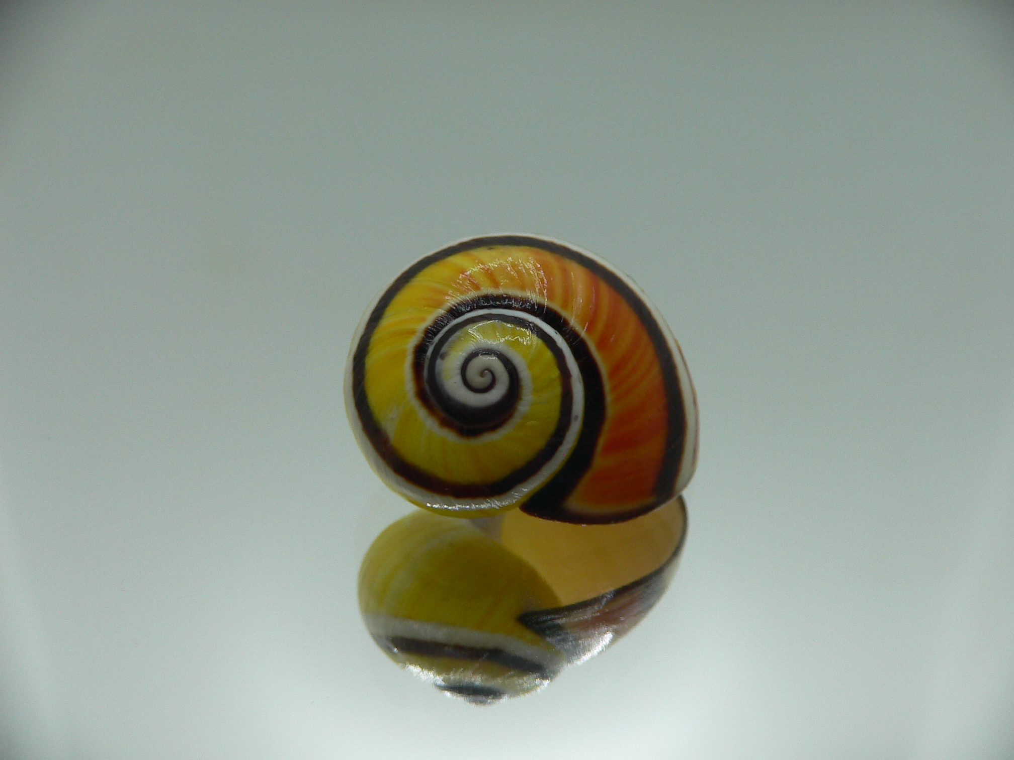 Polymita picta picta COLORIT