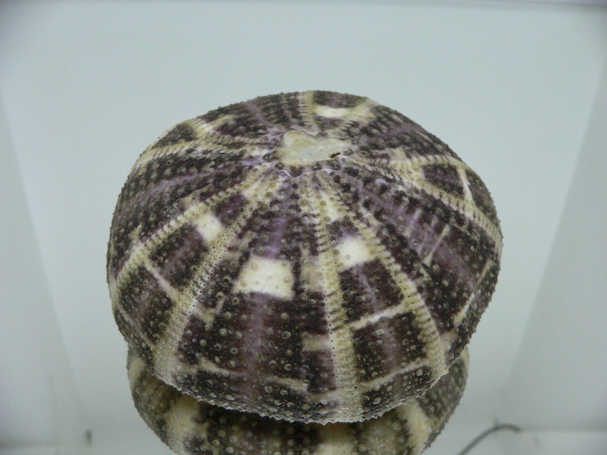 Pseudoboletia maculata
