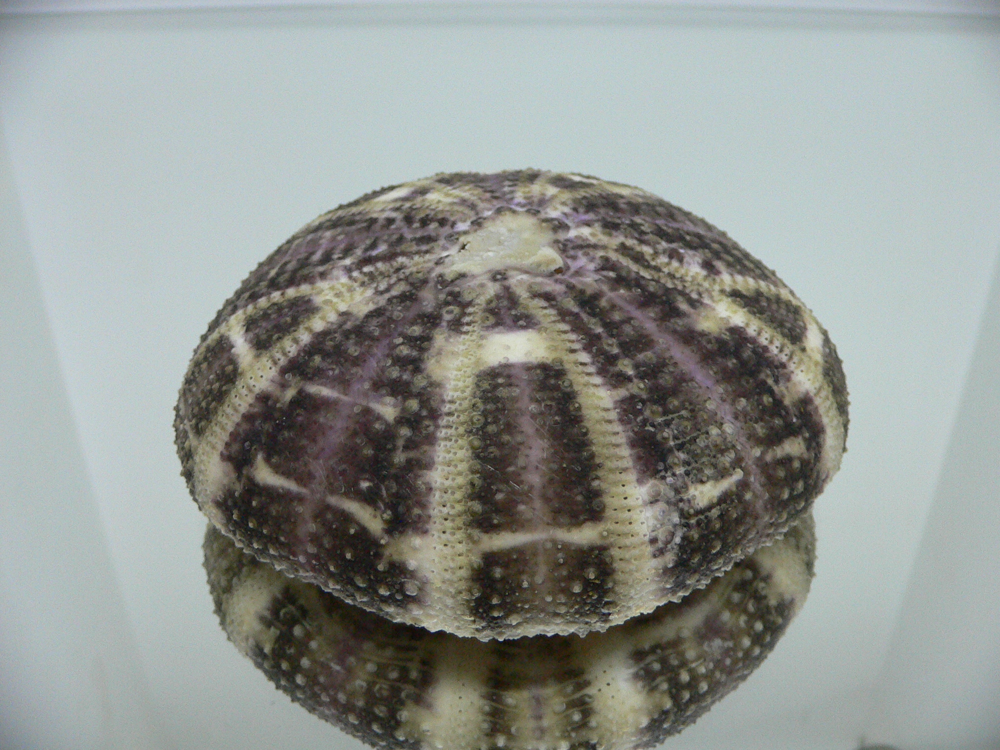 Pseudoboletia maculata