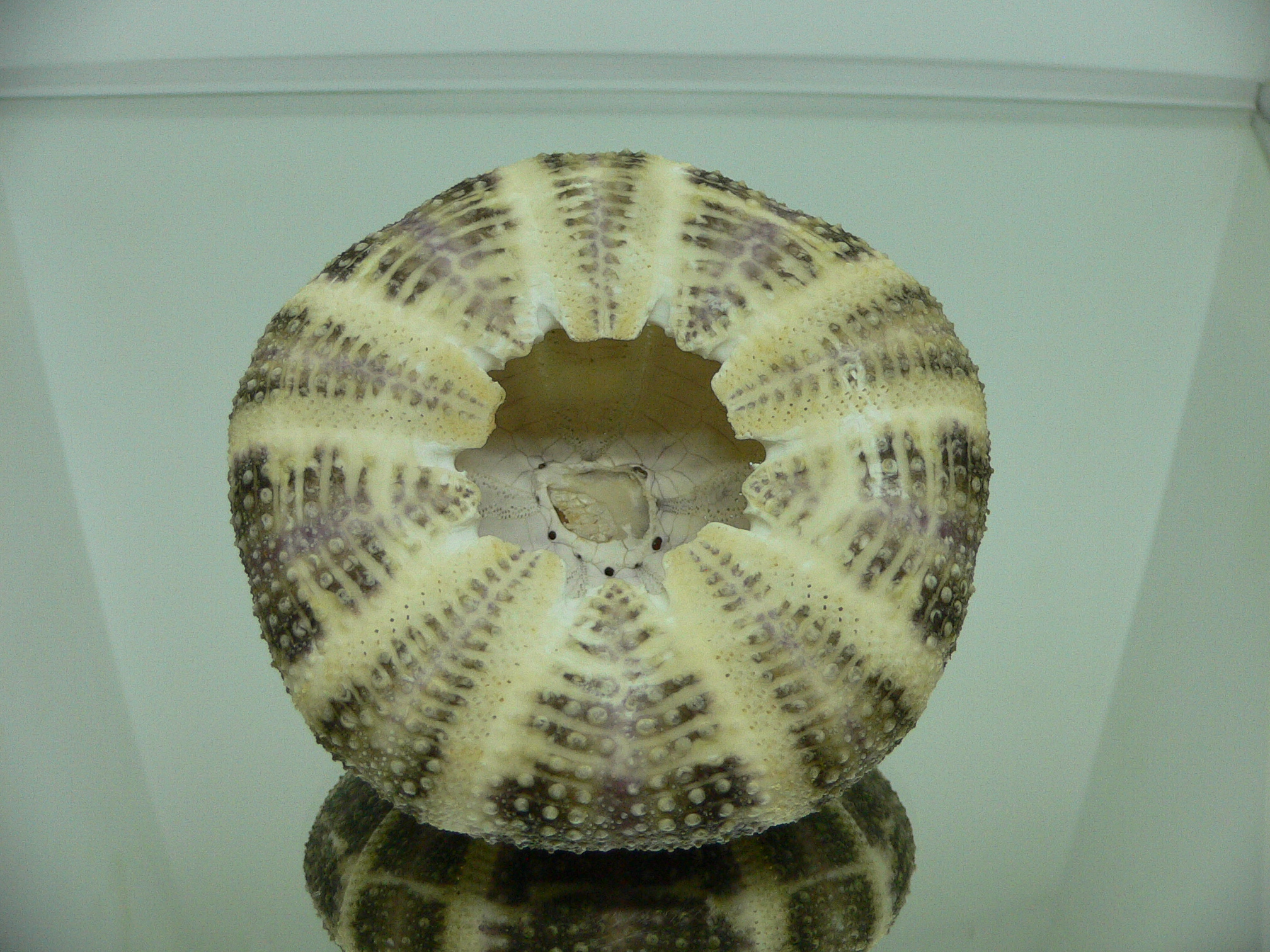 Pseudoboletia maculata