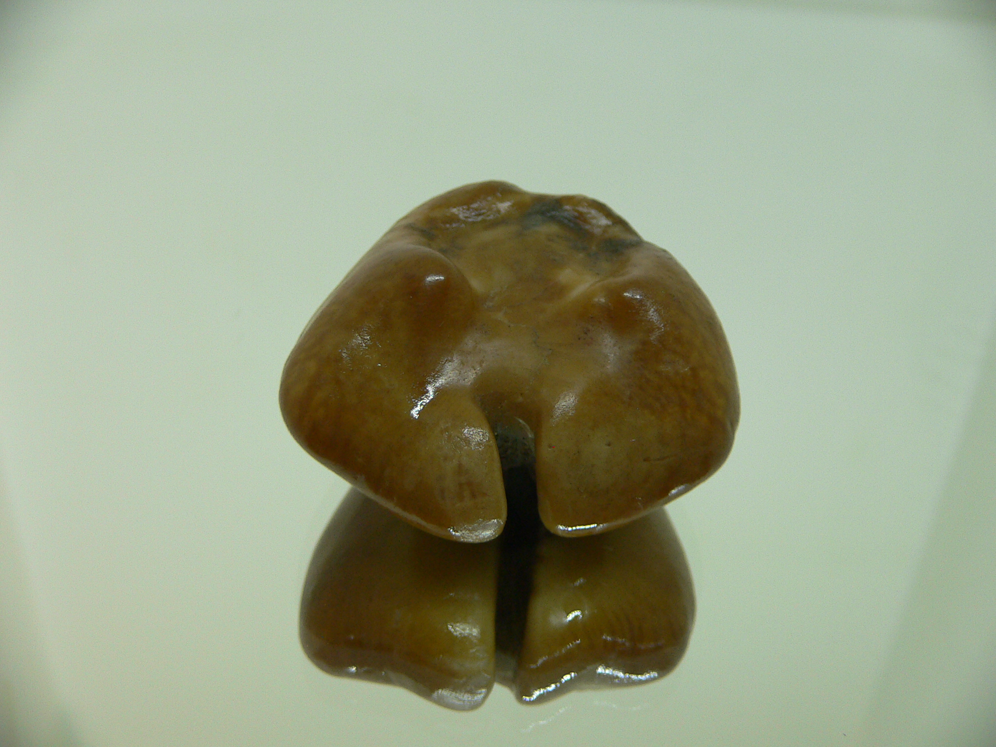 Barycypraea caputviperae