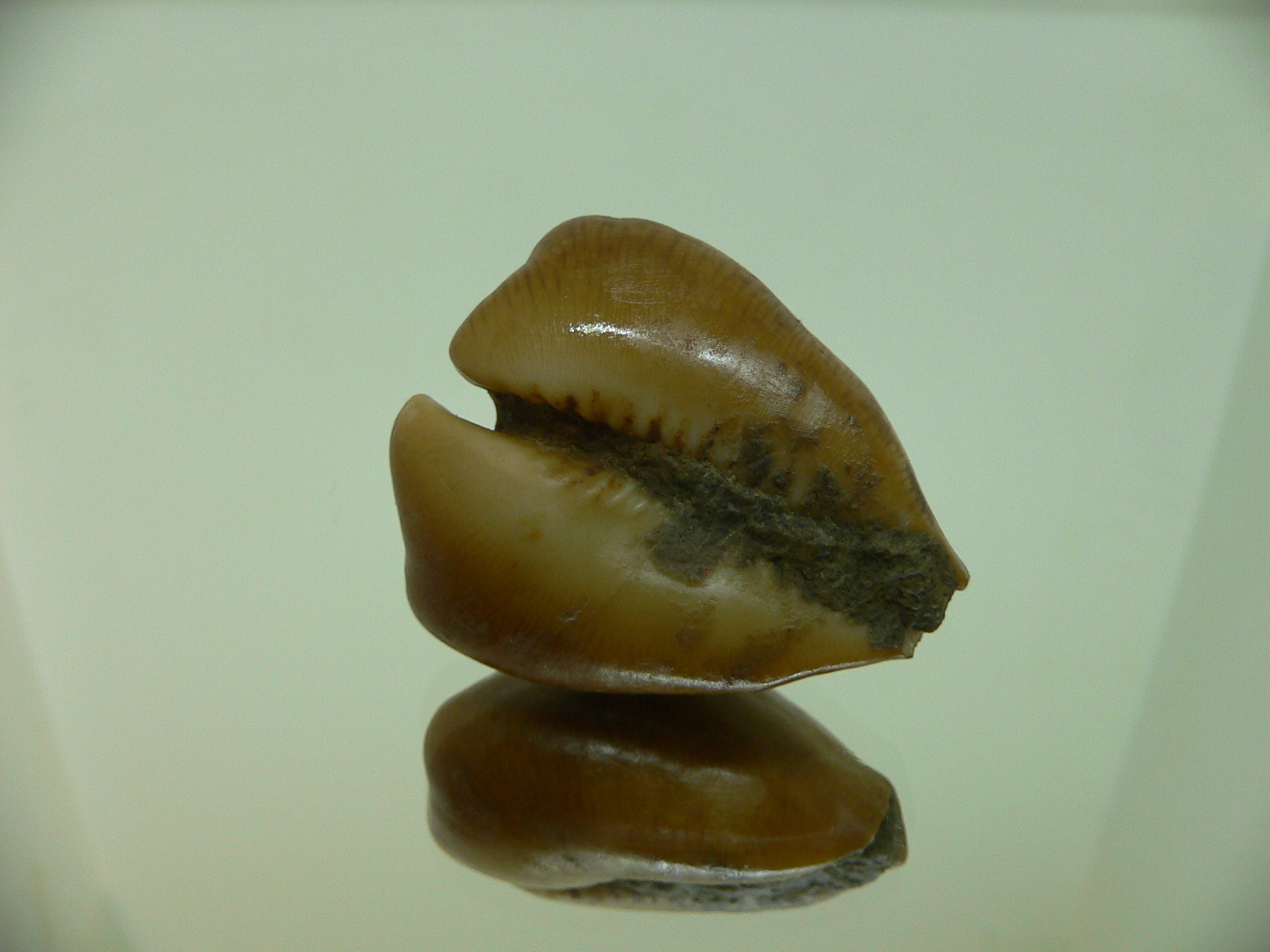 Barycypraea caputviperae