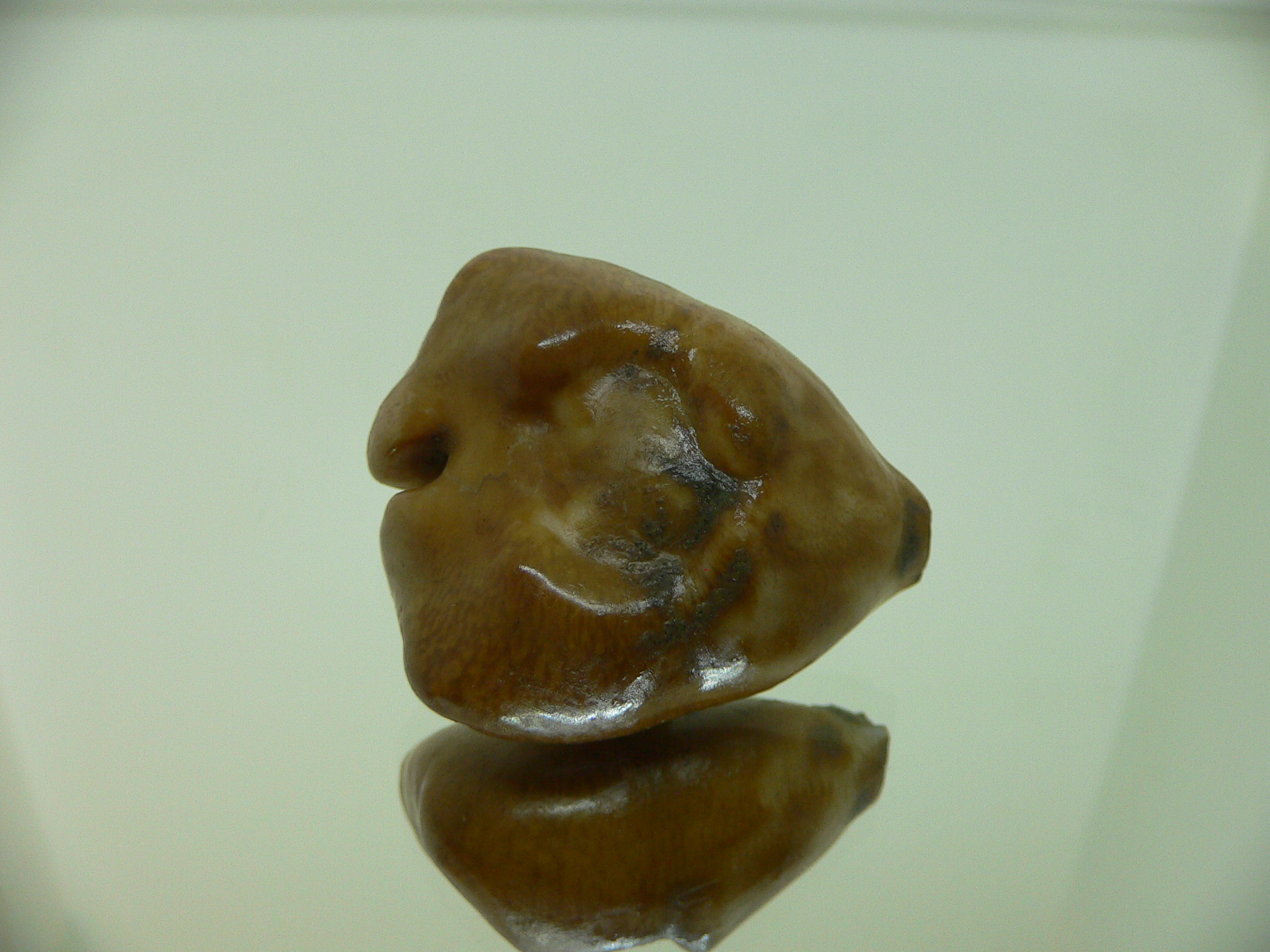 Barycypraea caputviperae