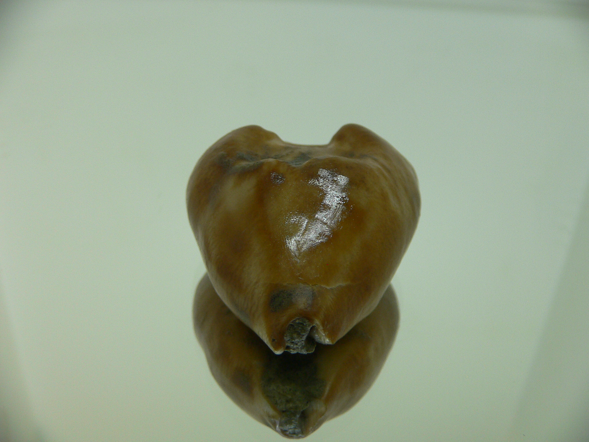 Barycypraea caputviperae