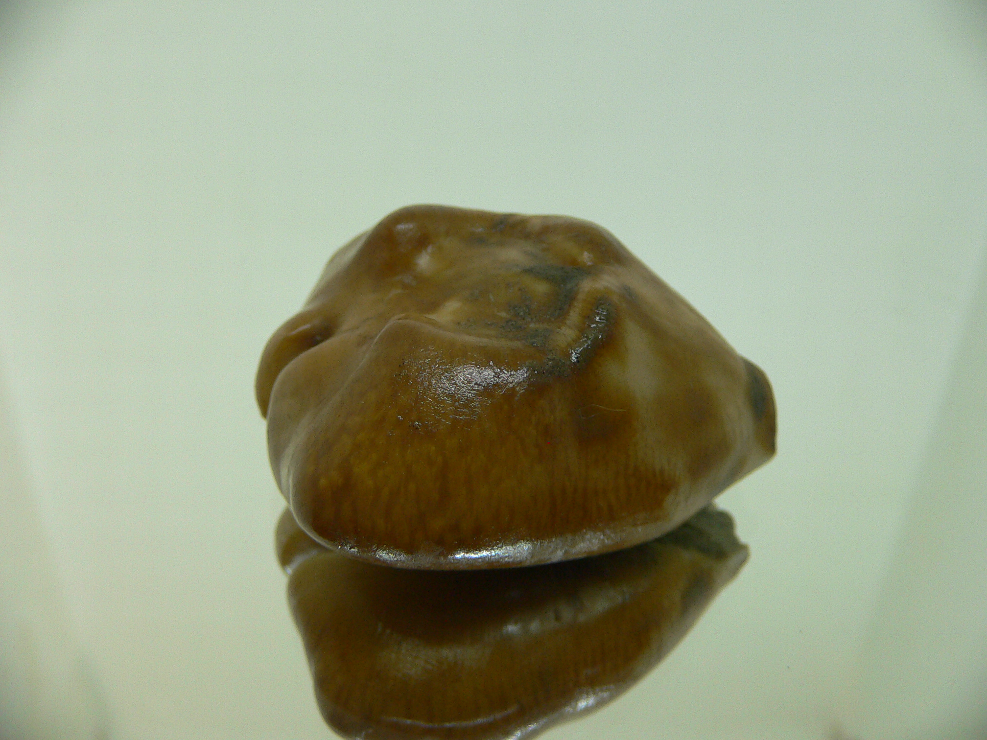 Barycypraea caputviperae