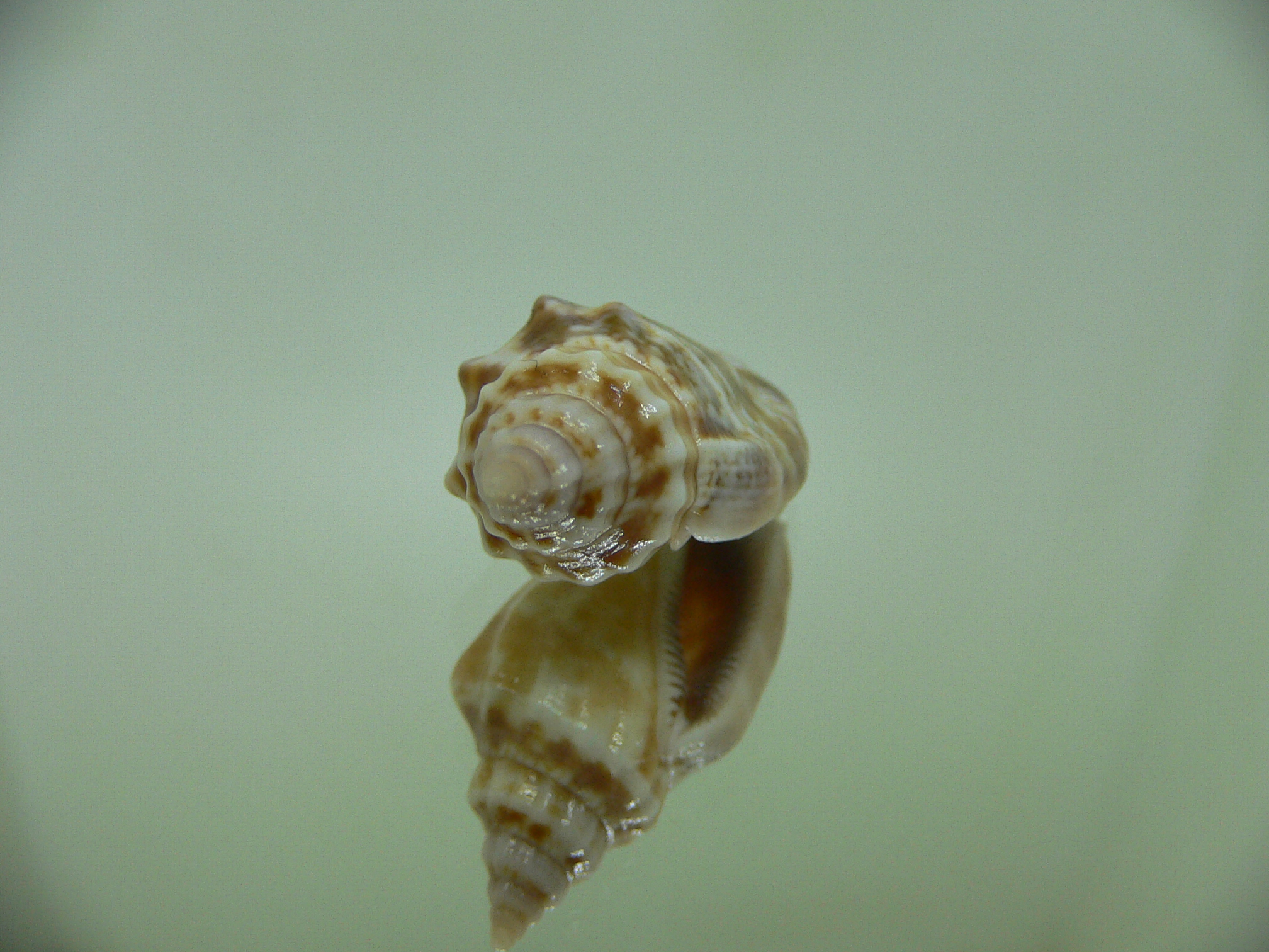 Canarium microurceusmolokaiensis RARE & BIG