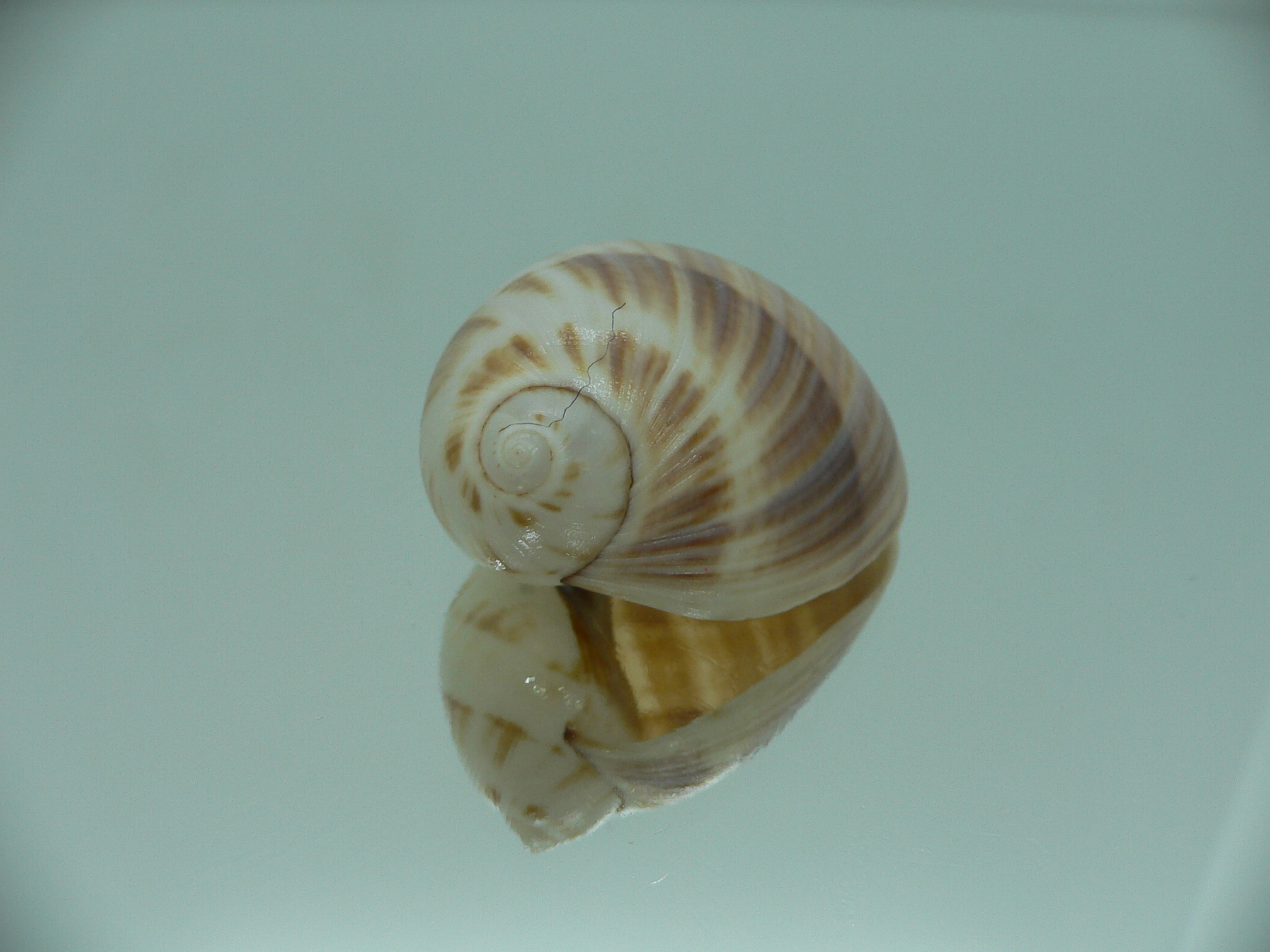 Mammilla mikawaensis BEIGE & PINK