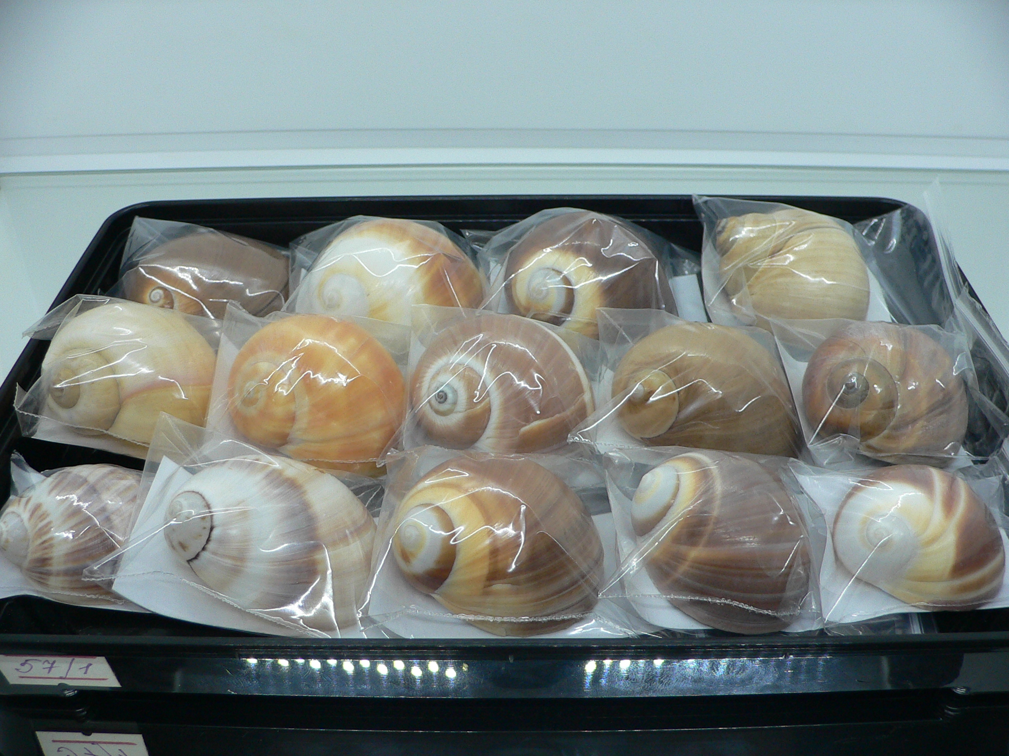 Mammilla mikawaensis BEIGE & PINK