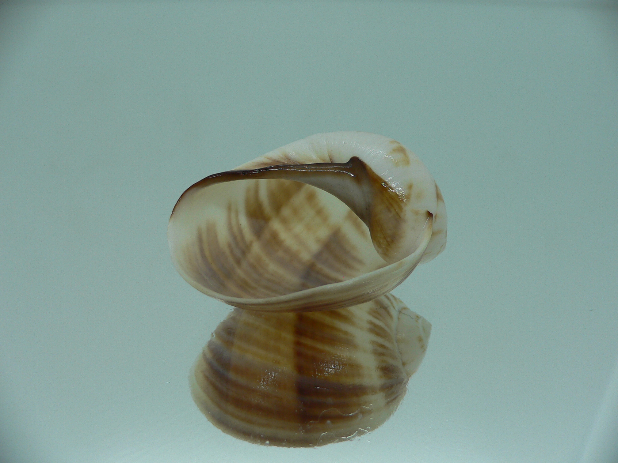 Mammilla mikawaensis BEIGE & PINK