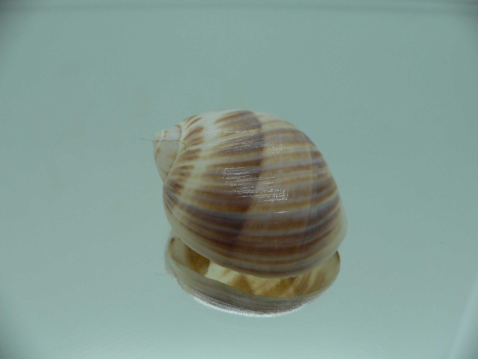 Mammilla mikawaensis BEIGE & PINK