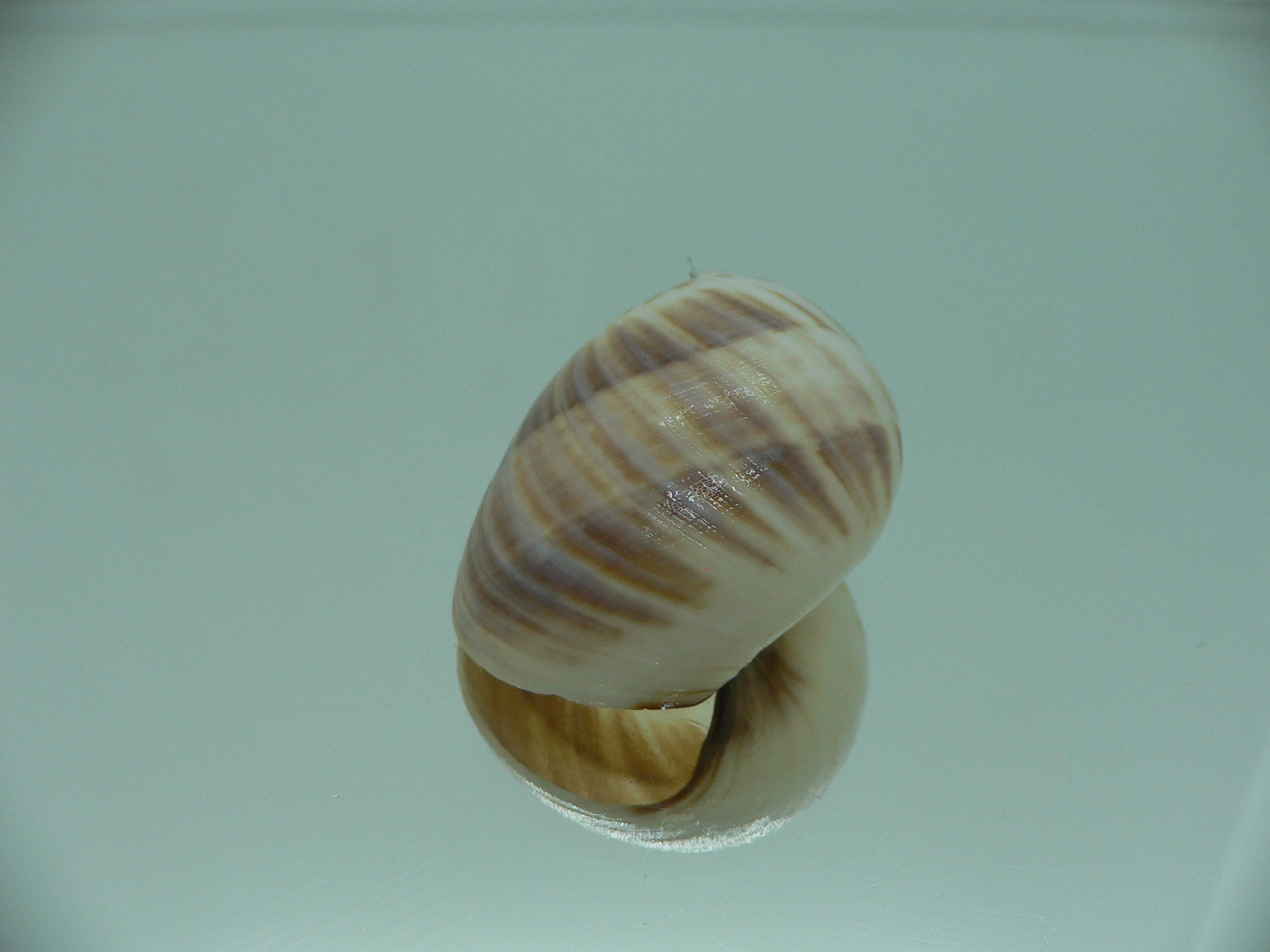 Mammilla mikawaensis BEIGE & PINK