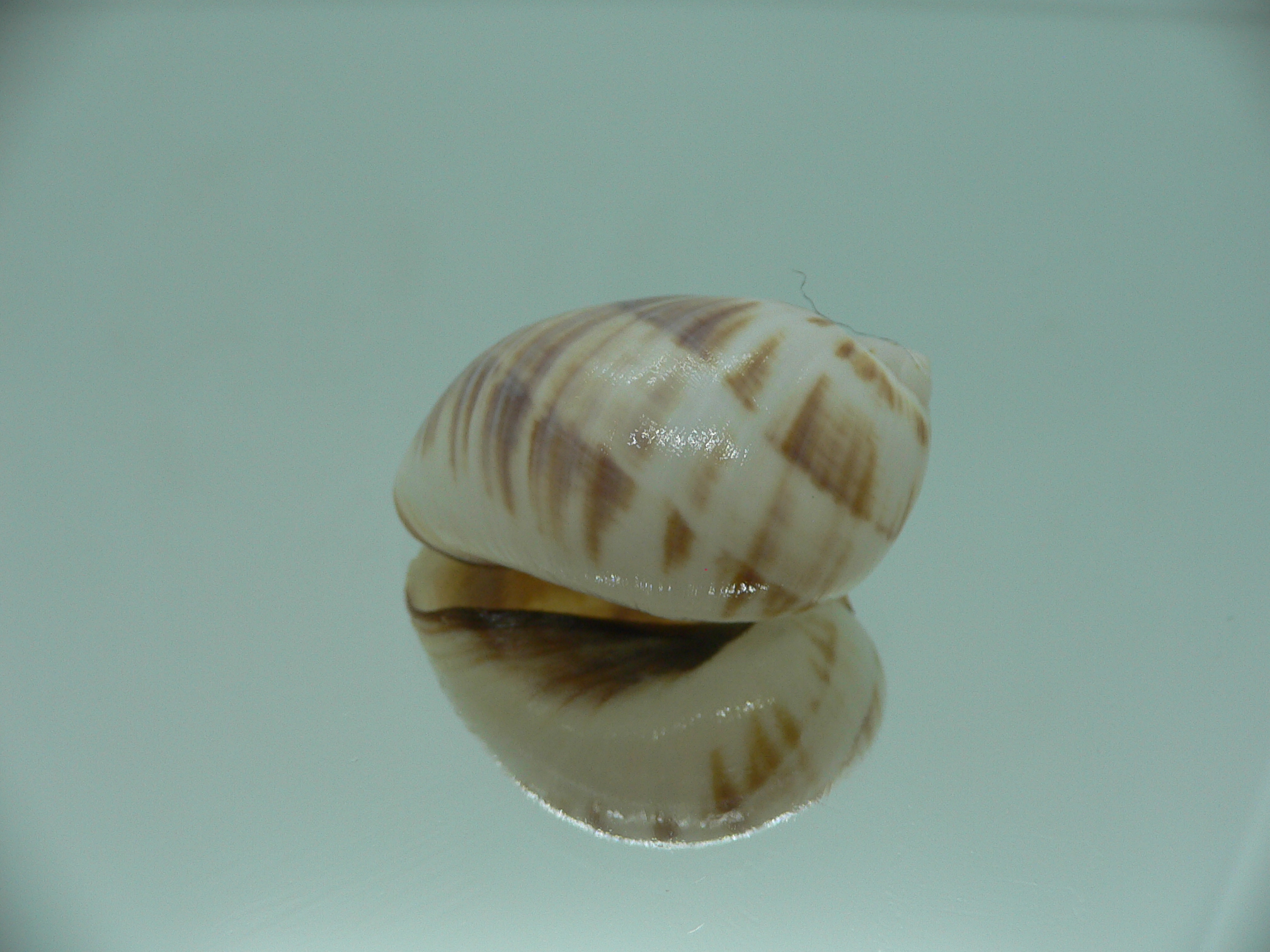 Mammilla mikawaensis BEIGE & PINK