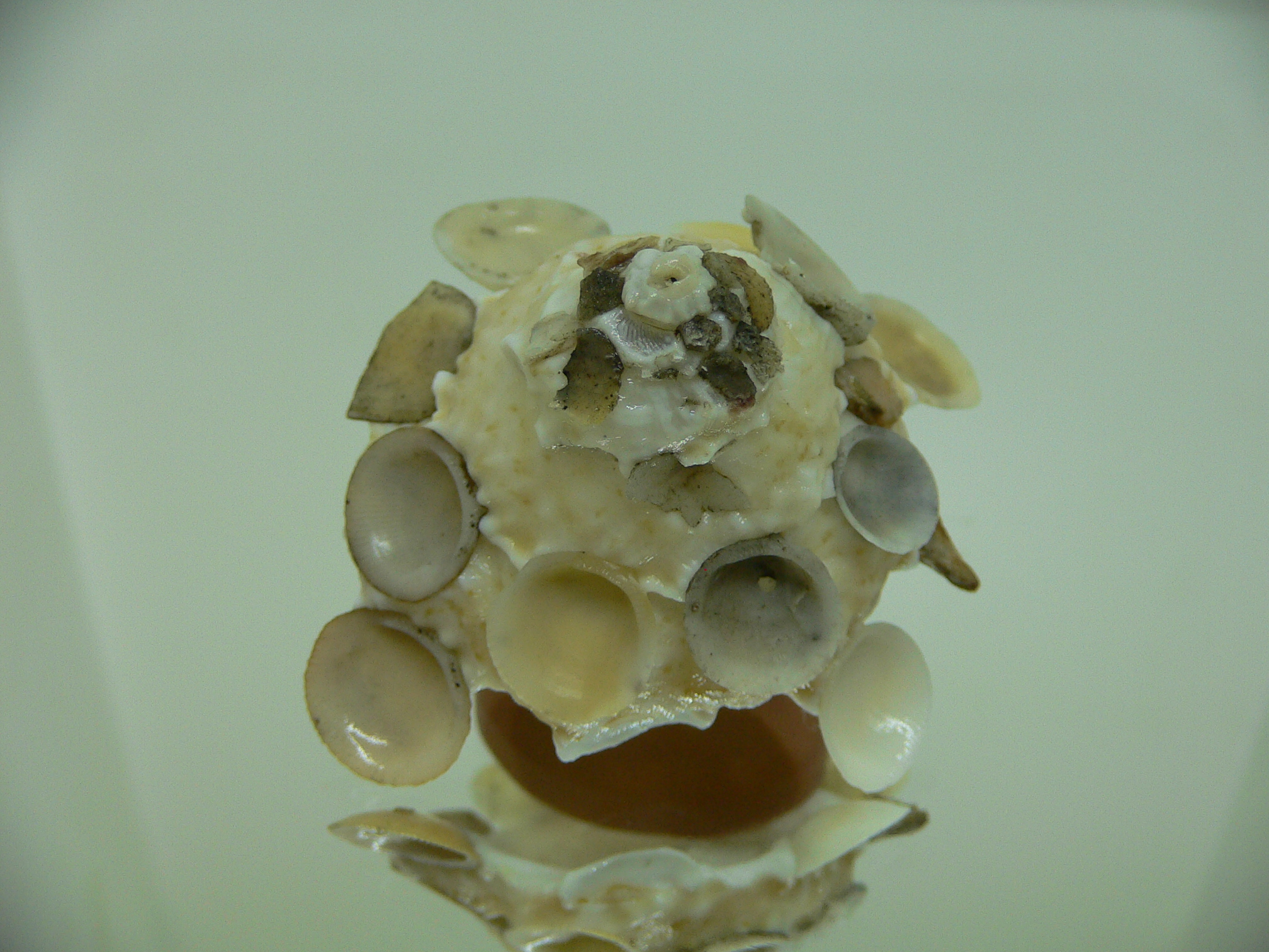 Xenophora tenuis BIG & GLOBOSE