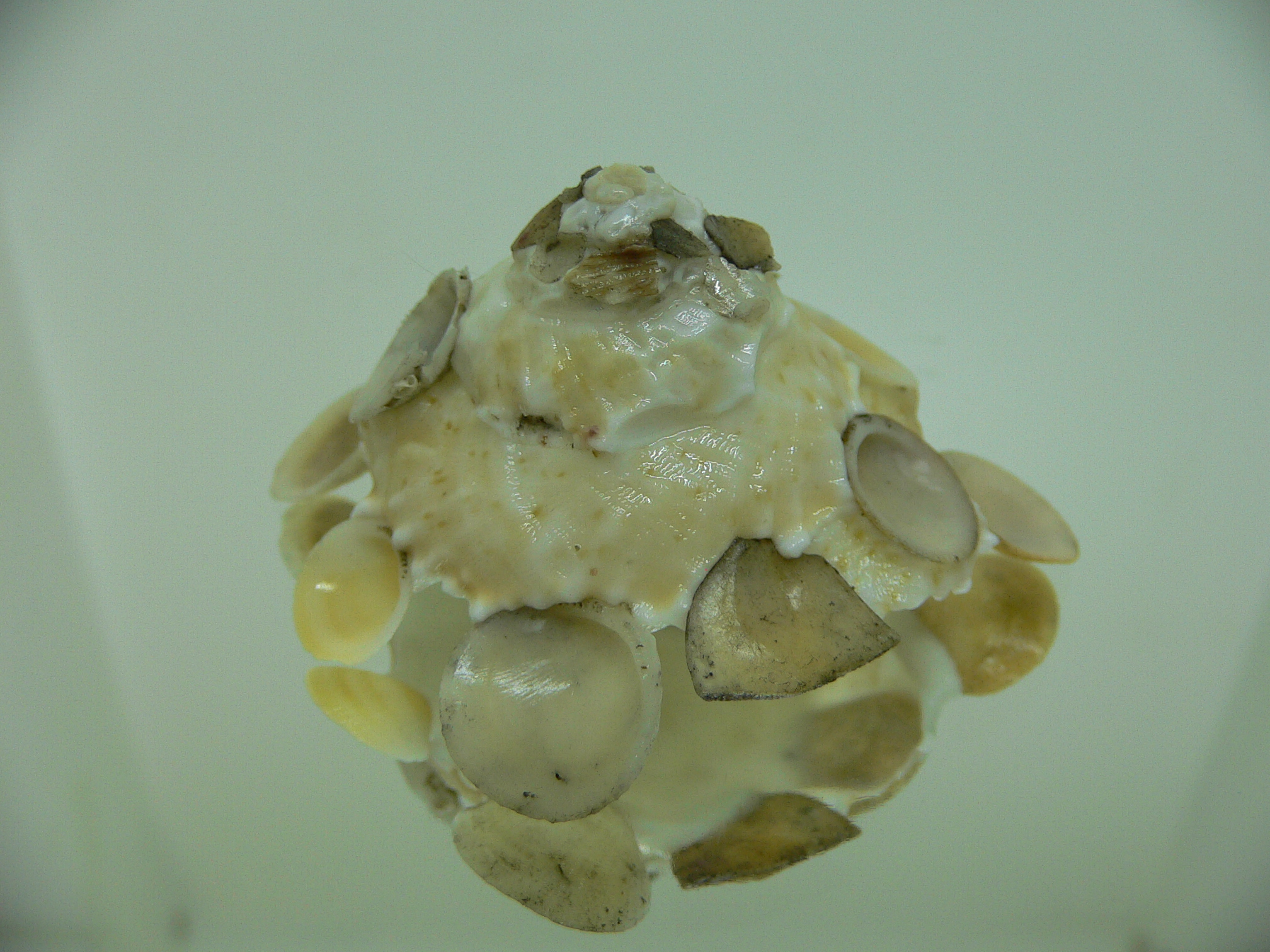 Xenophora tenuis BIG & GLOBOSE