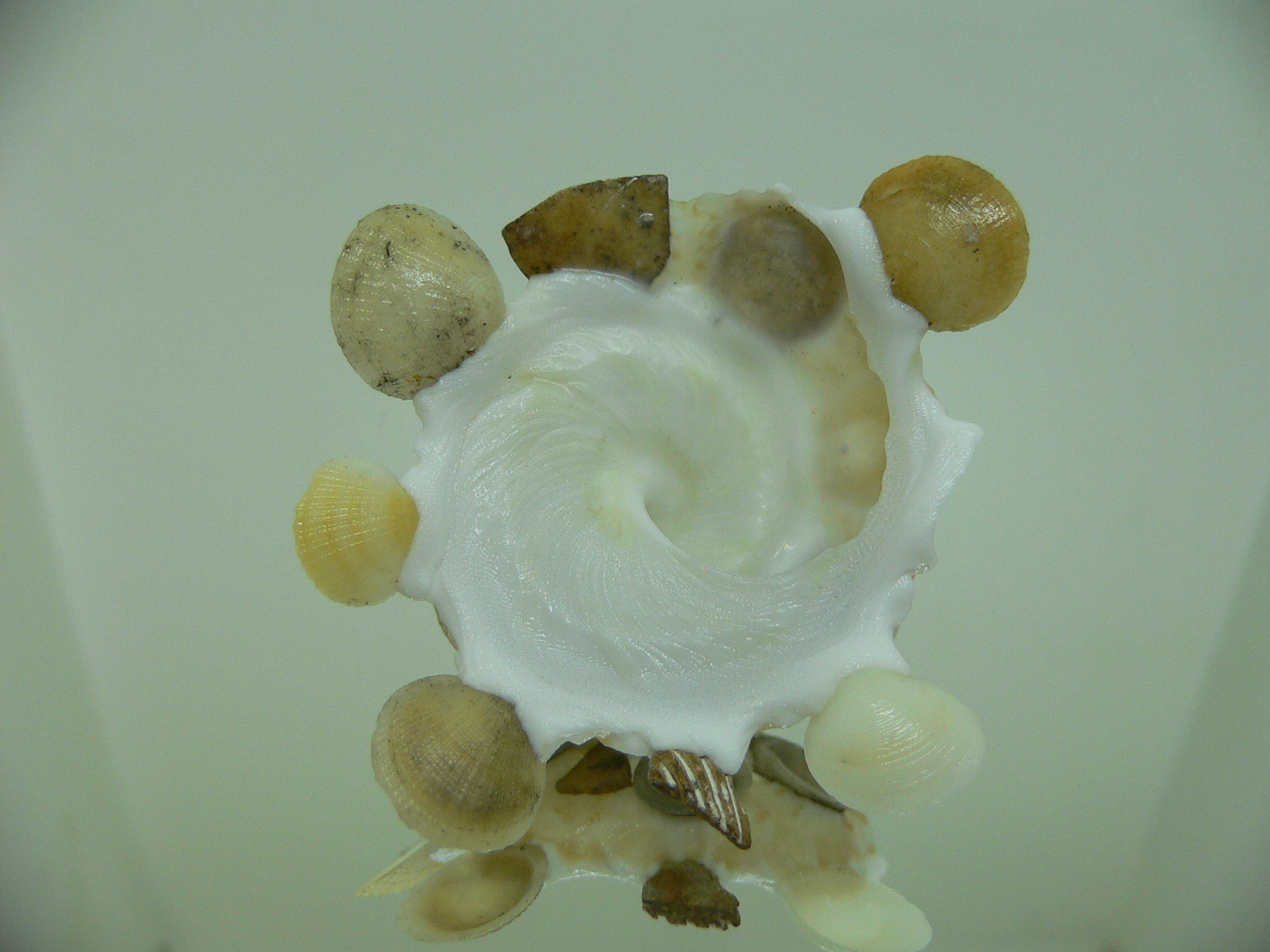 Xenophora tenuis BIG & GLOBOSE
