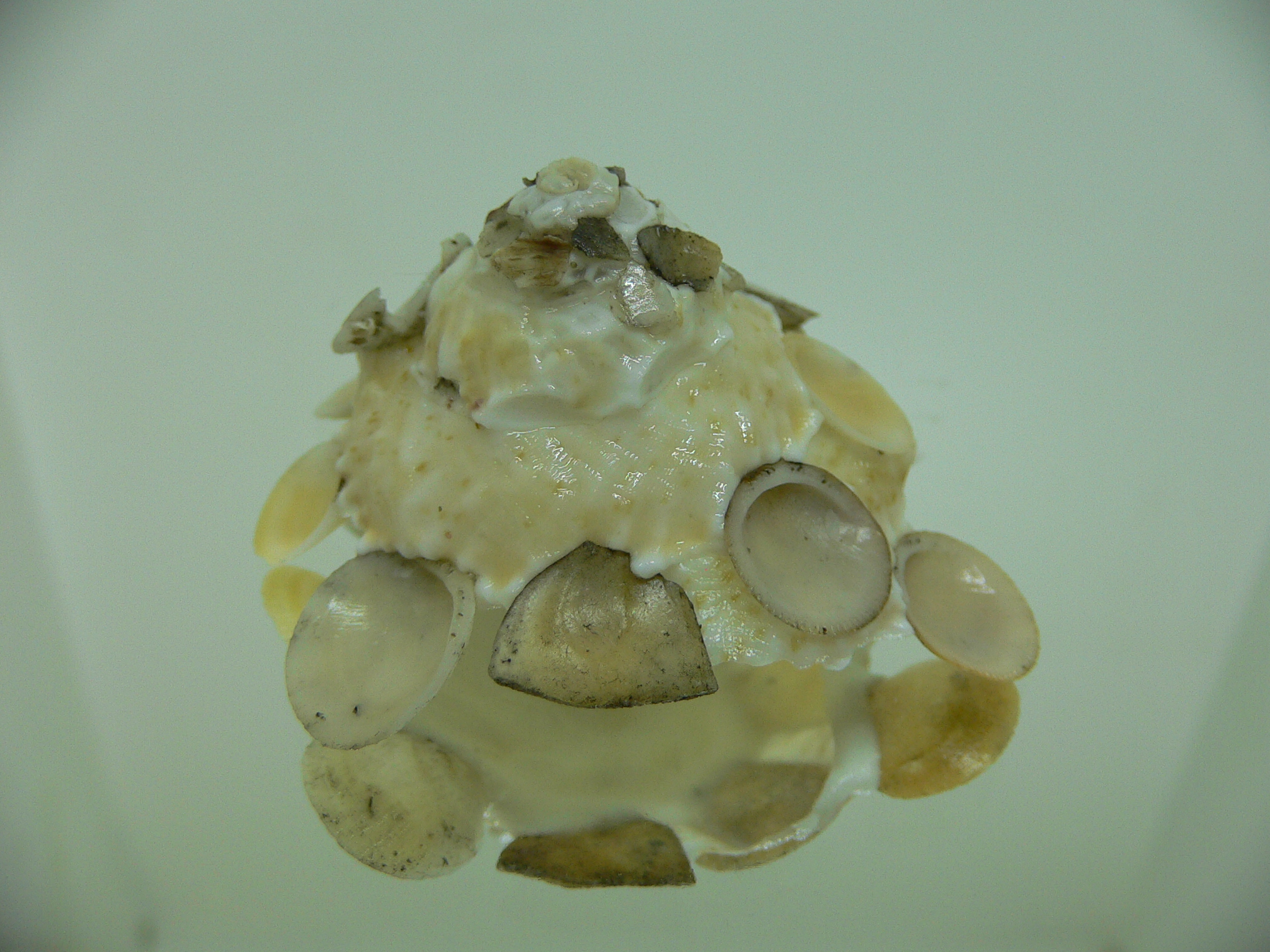 Xenophora tenuis BIG & GLOBOSE
