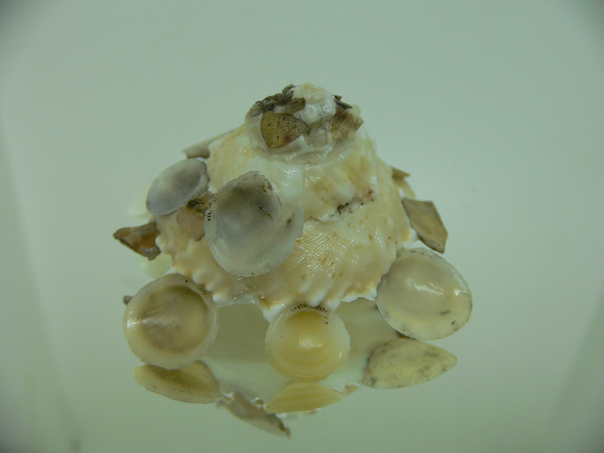 Xenophora tenuis BIG & GLOBOSE