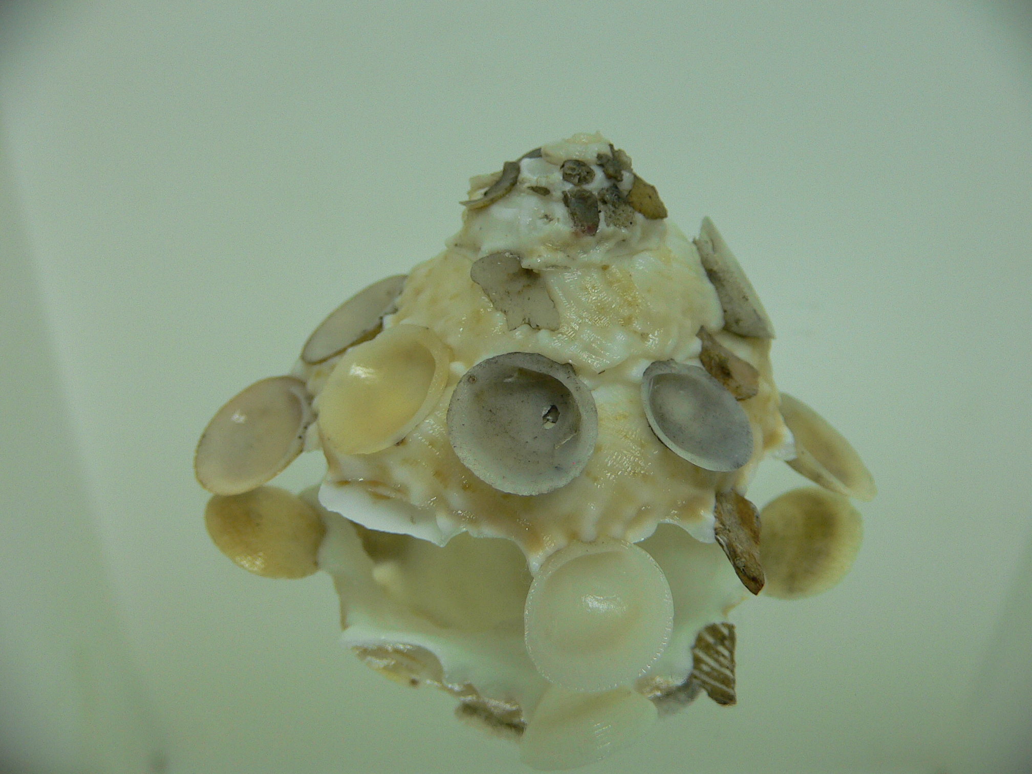 Xenophora tenuis BIG & GLOBOSE
