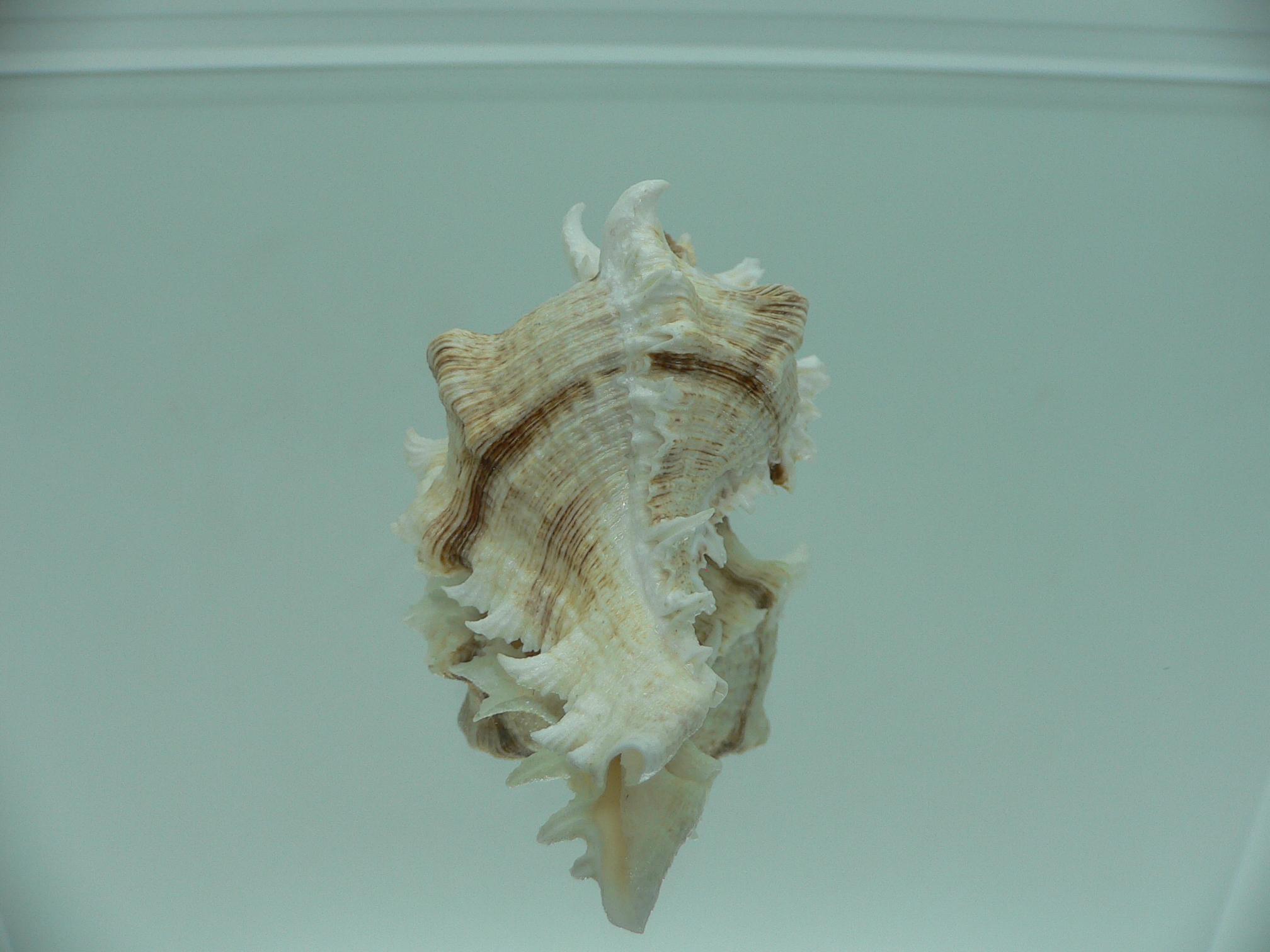 Chicoreus virgineus ponderosus (var.) SUPER COLOR