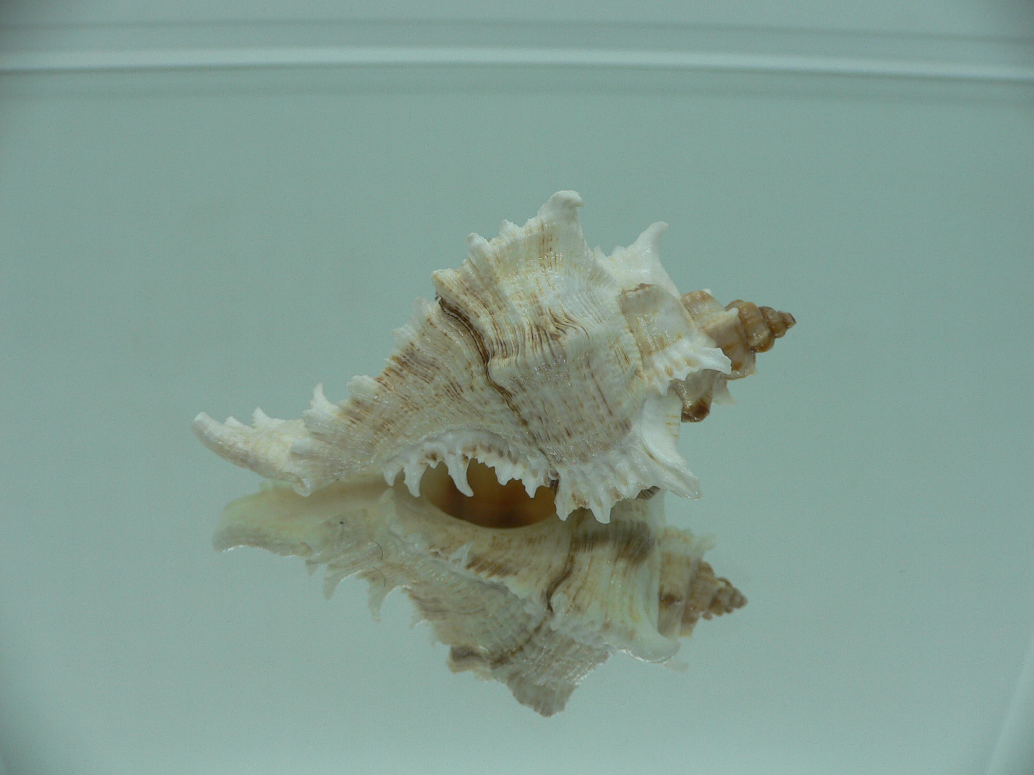 Chicoreus virgineus ponderosus (var.) SUPER COLOR