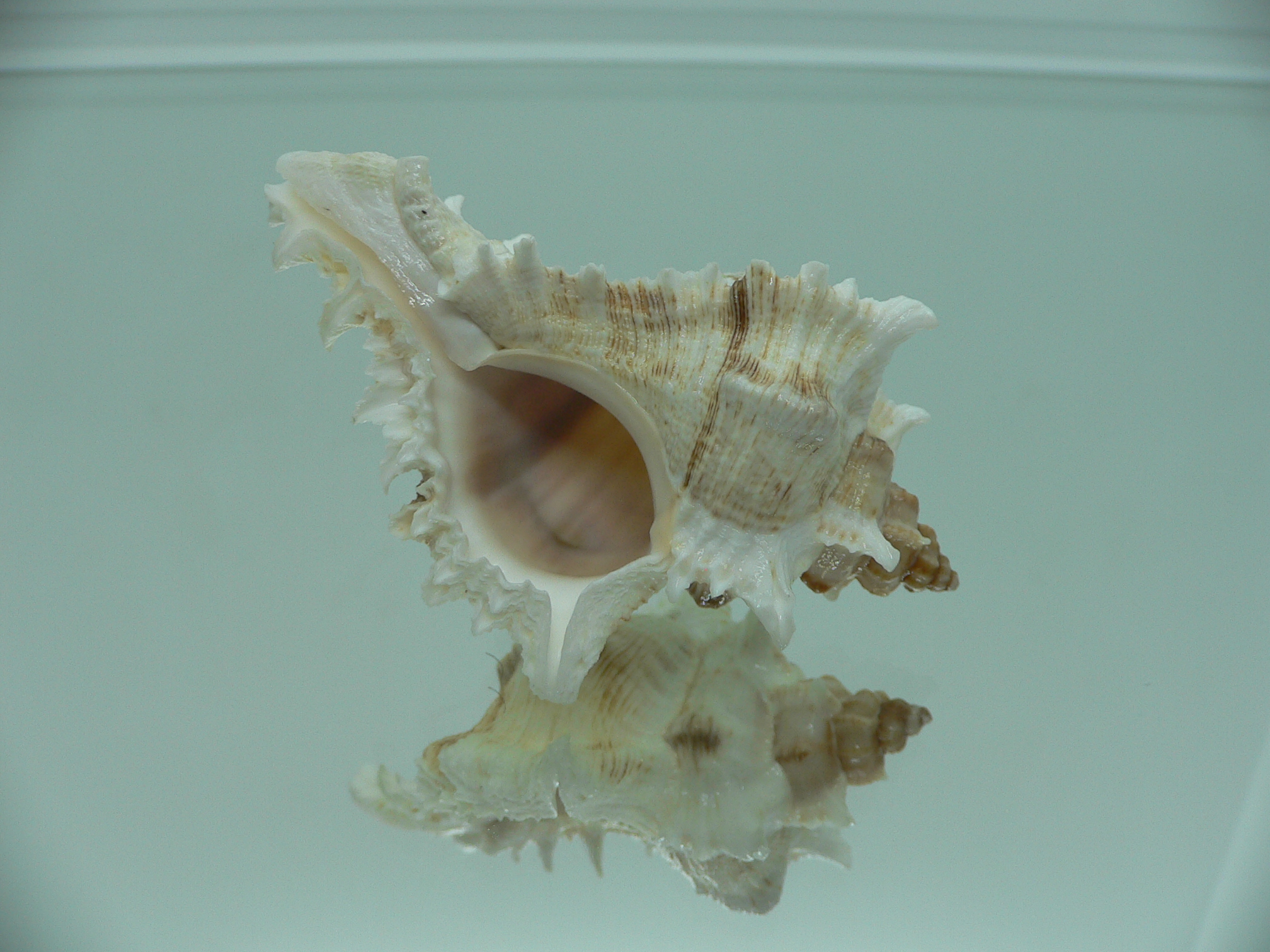 Chicoreus virgineus ponderosus (var.) SUPER COLOR