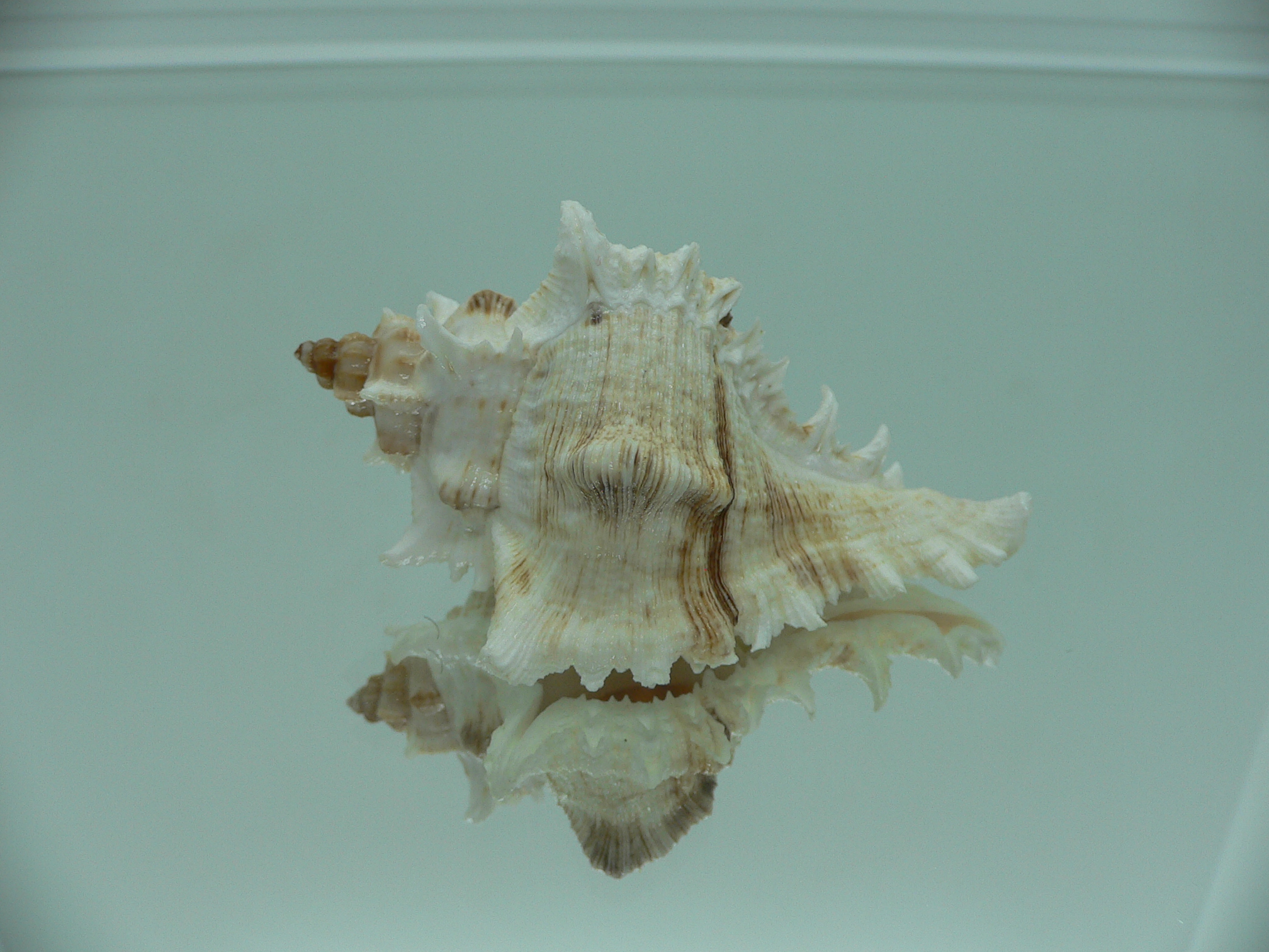 Chicoreus virgineus ponderosus (var.) SUPER COLOR