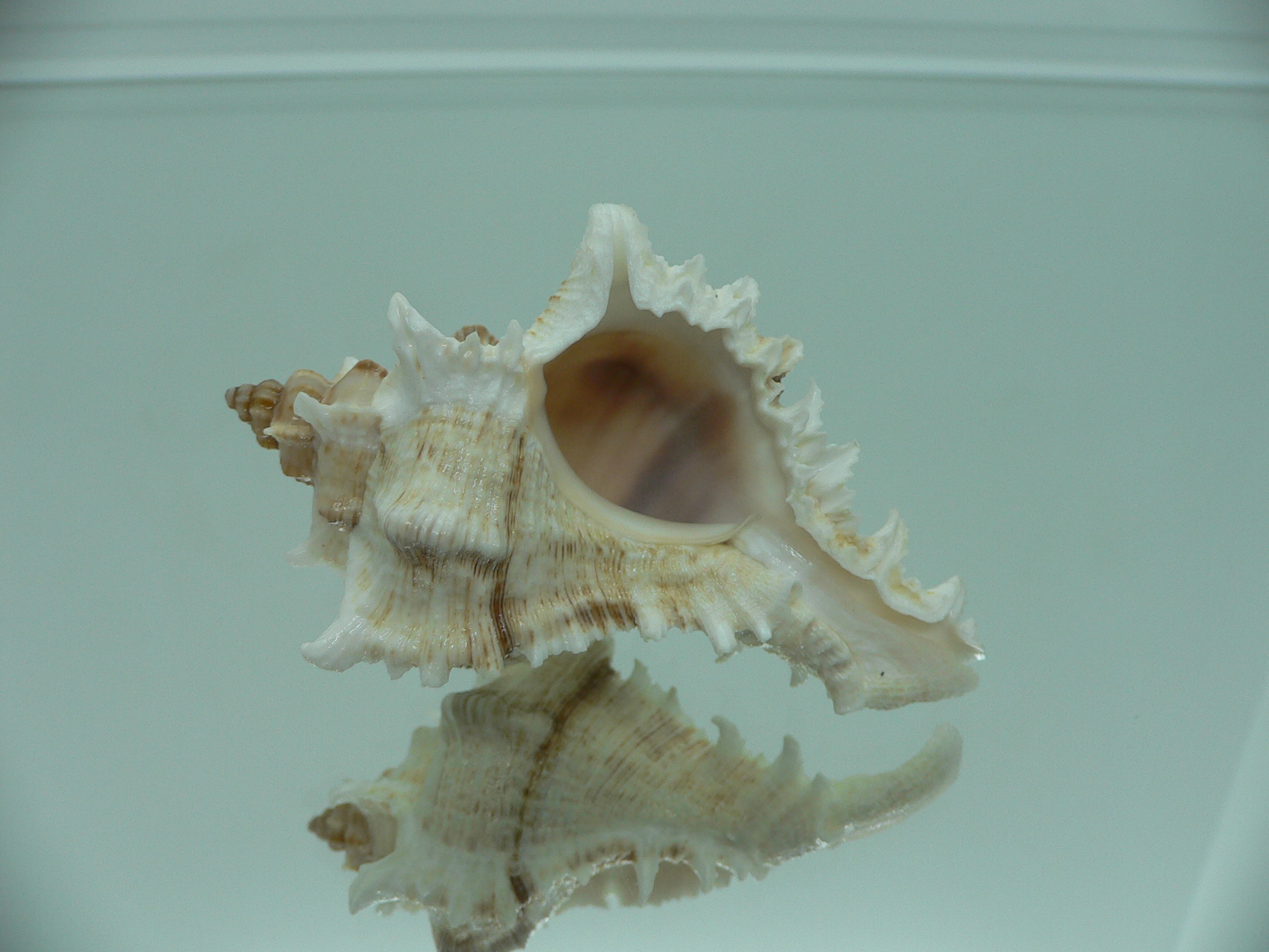 Chicoreus virgineus ponderosus (var.) SUPER COLOR