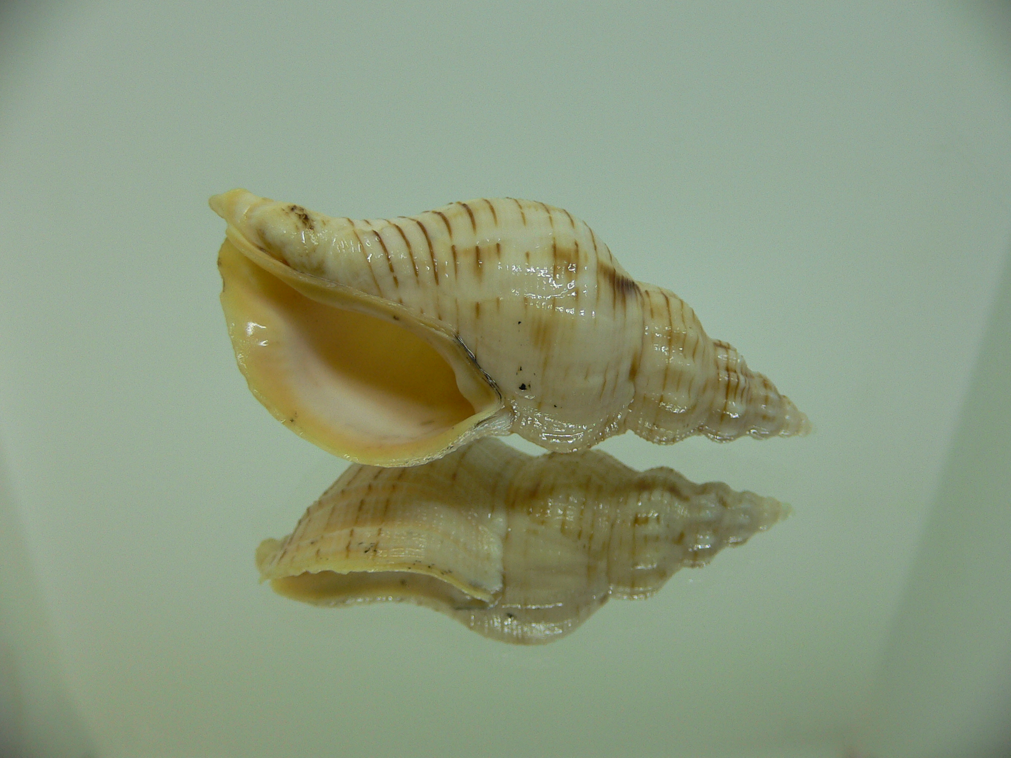 Siphonalia spadicea fuscolineata