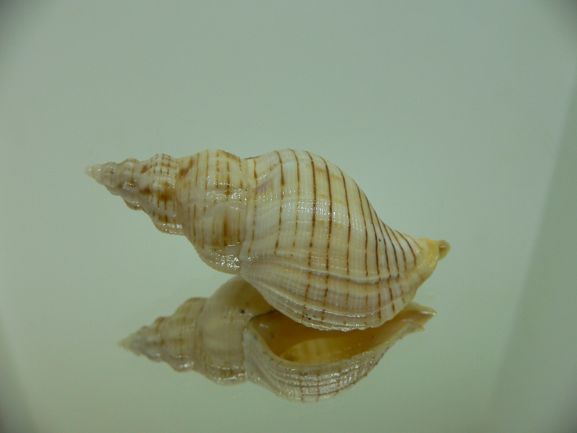 Siphonalia spadicea fuscolineata