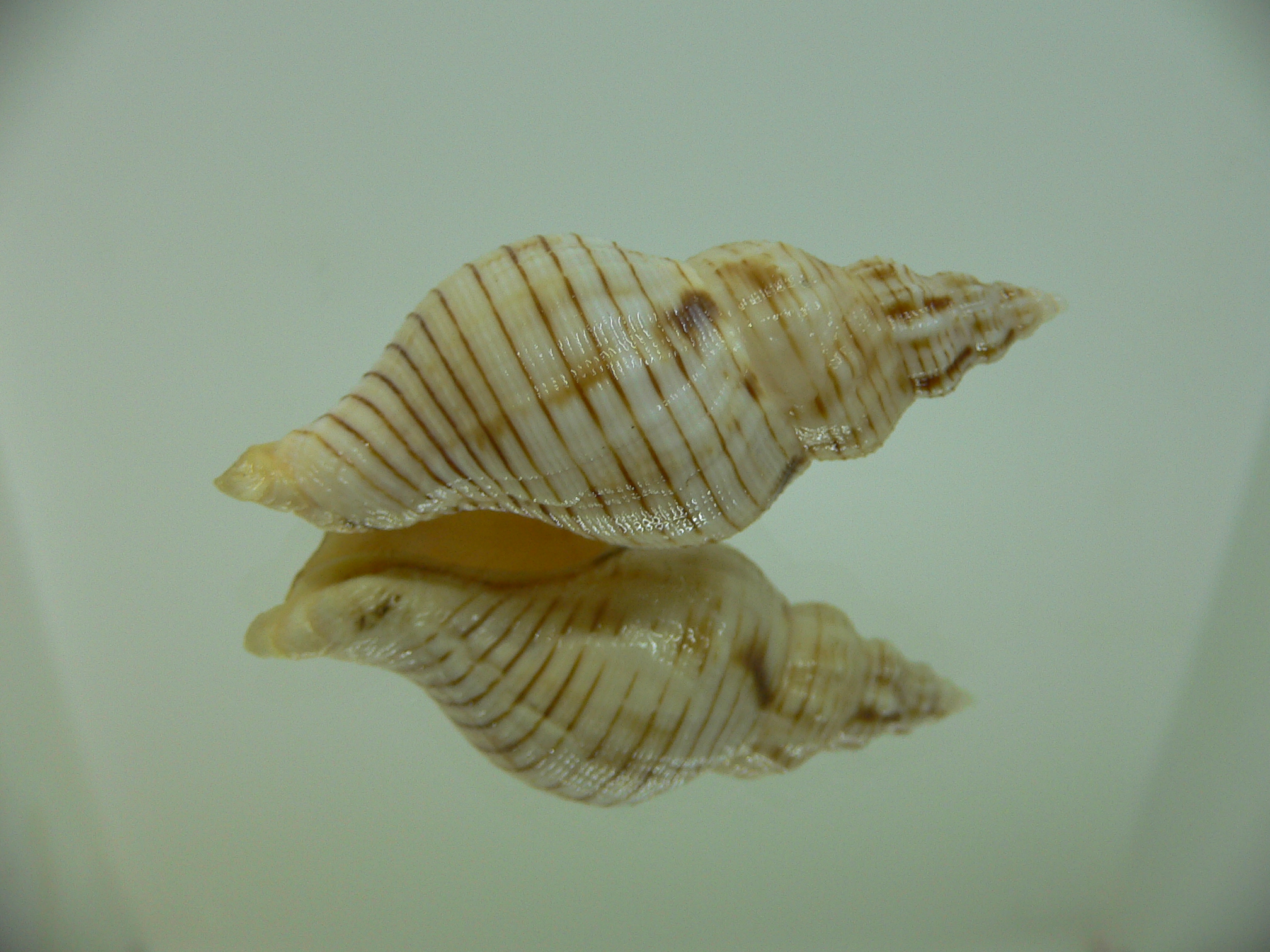 Siphonalia spadicea fuscolineata