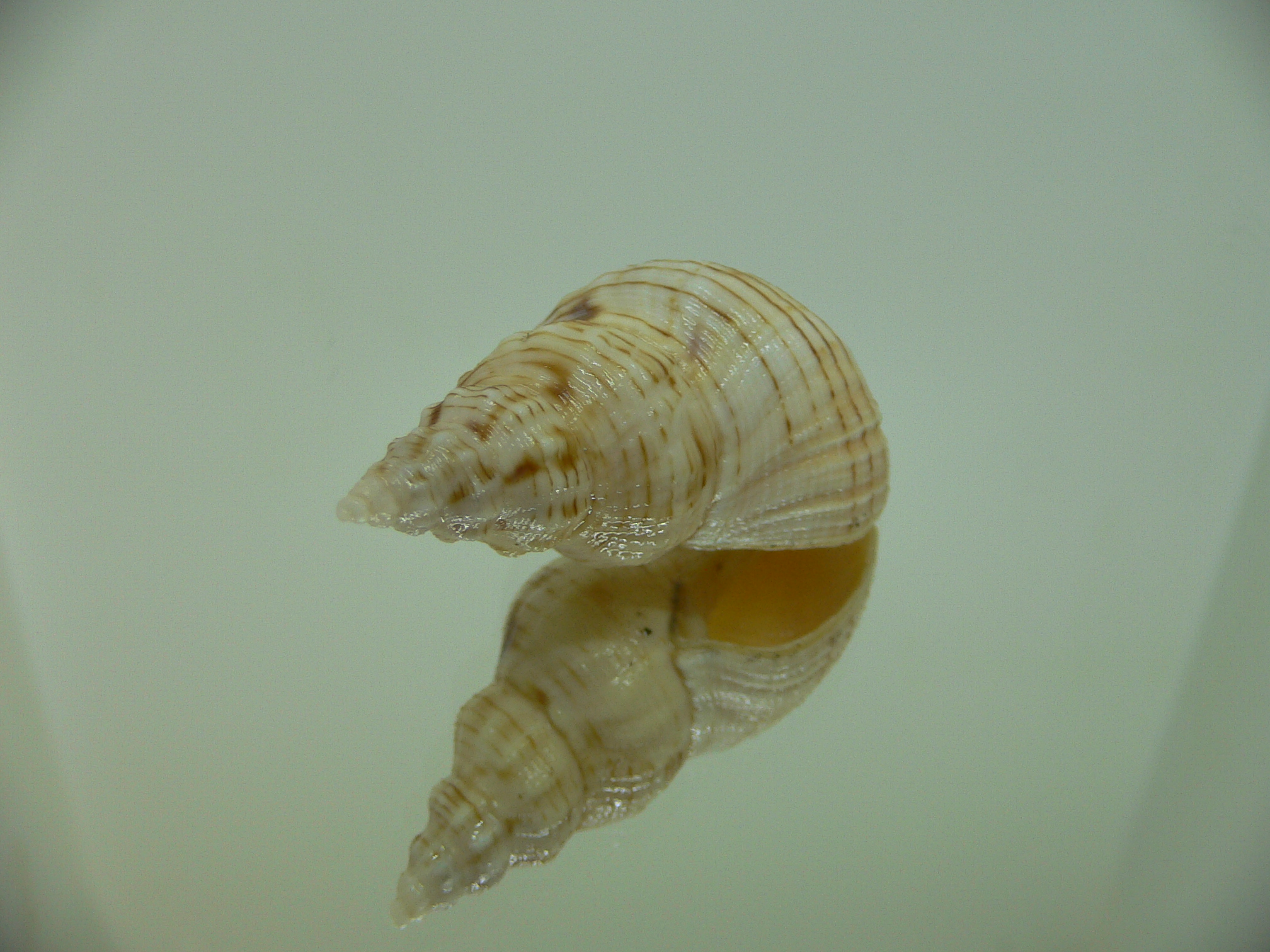 Siphonalia spadicea fuscolineata
