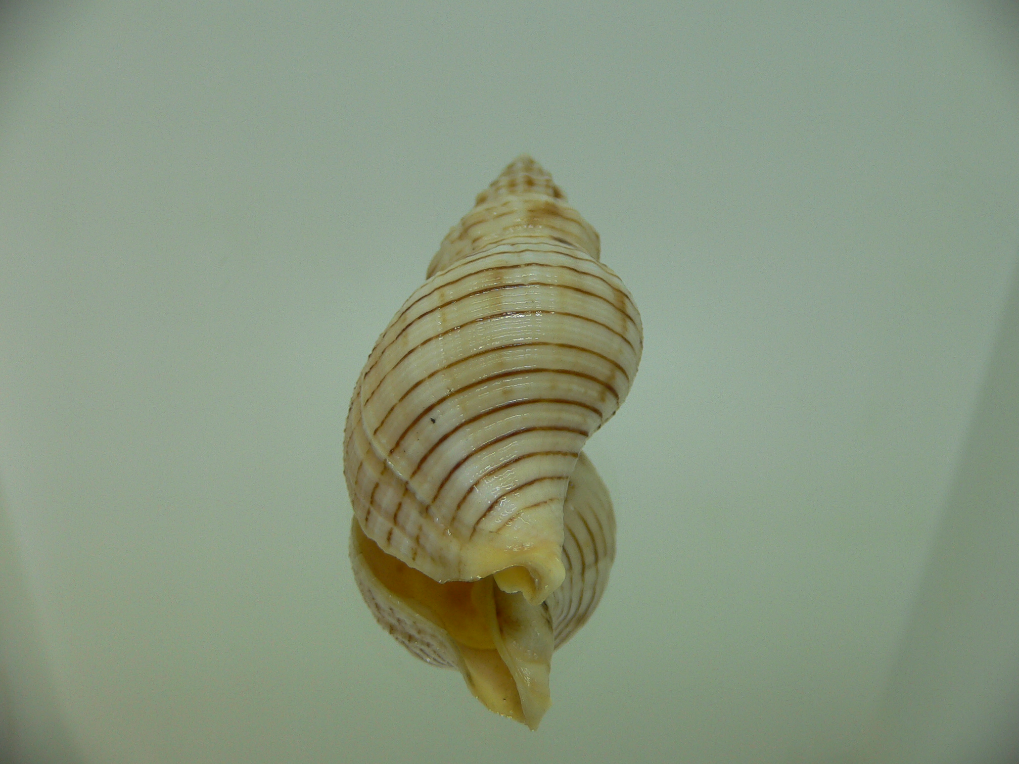 Siphonalia spadicea fuscolineata