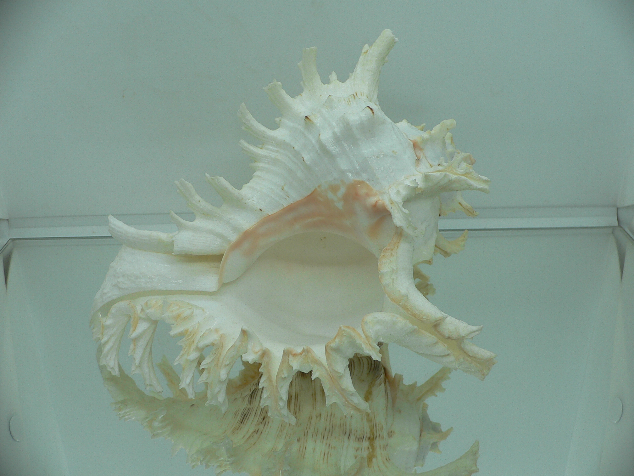 Chicoreus ramosus САМЕЦ & SUPER