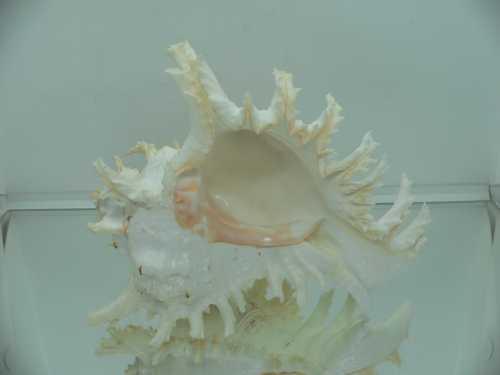 Chicoreus ramosus САМЕЦ & SUPER