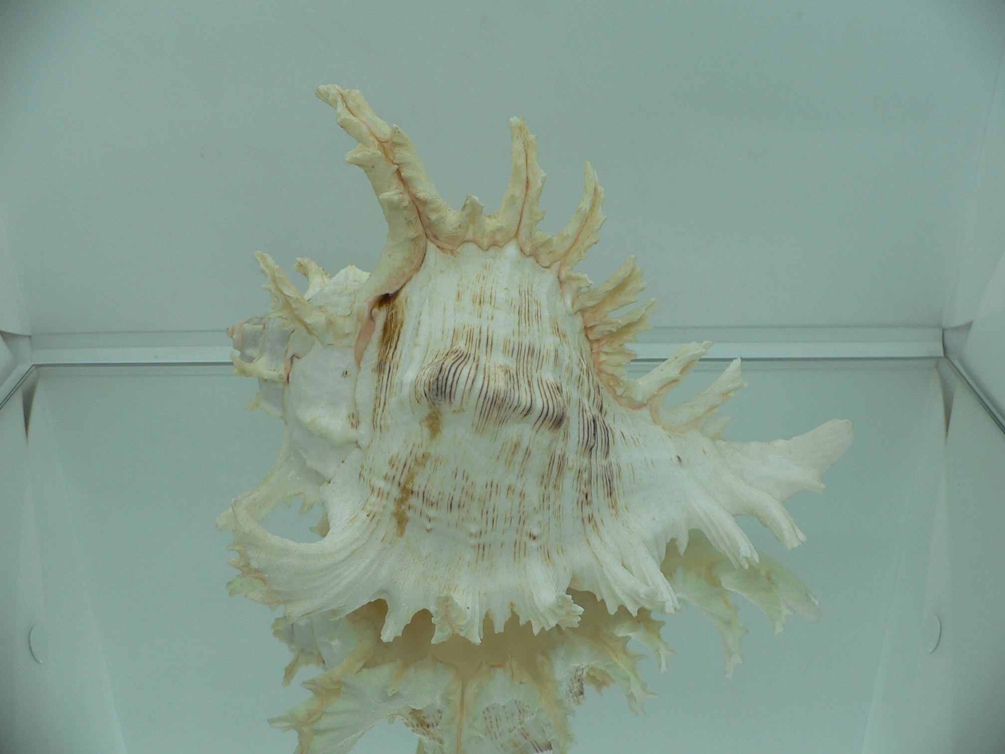 Chicoreus ramosus САМЕЦ & SUPER