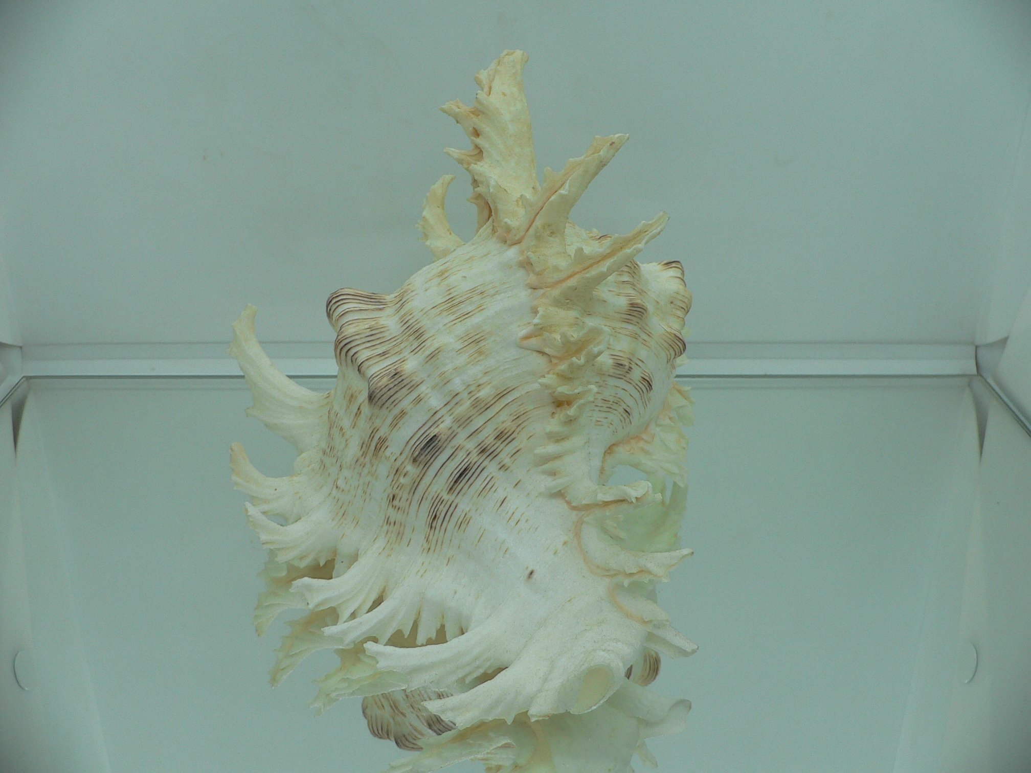 Chicoreus ramosus САМЕЦ & SUPER