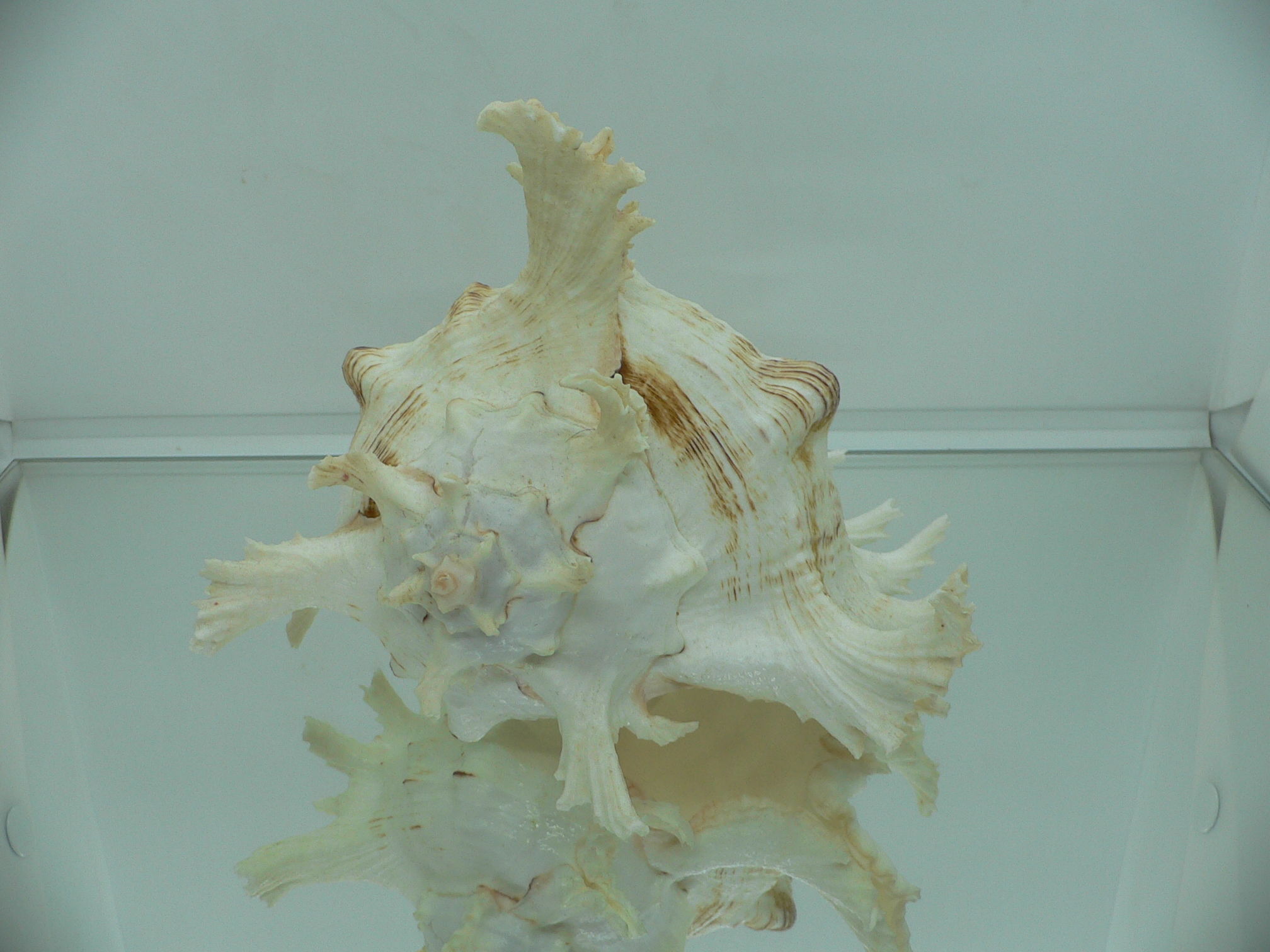 Chicoreus ramosus САМЕЦ & SUPER