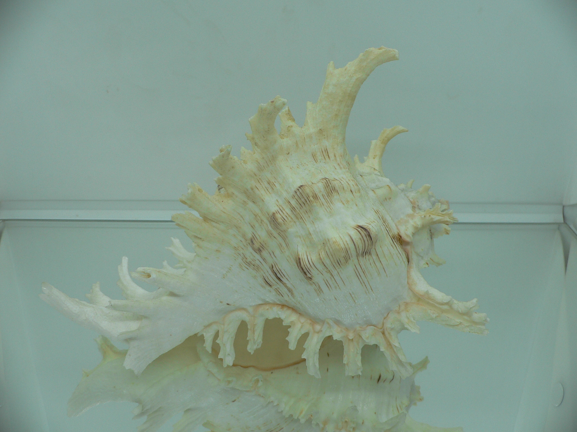 Chicoreus ramosus САМЕЦ & SUPER