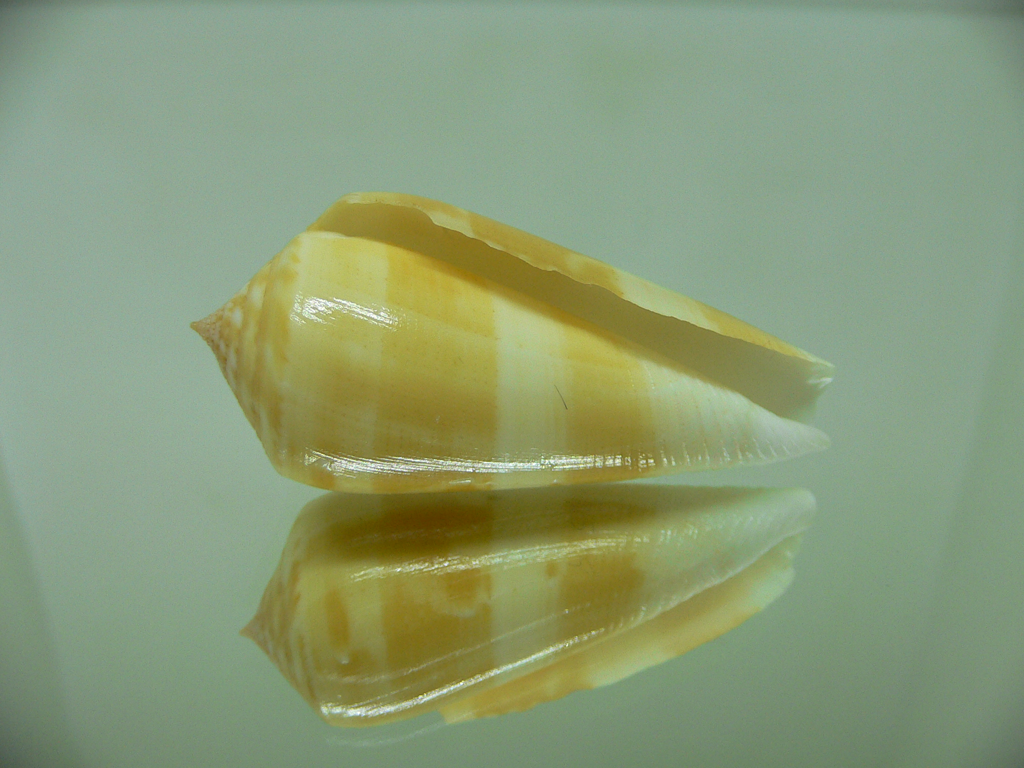 Conus consors SP.