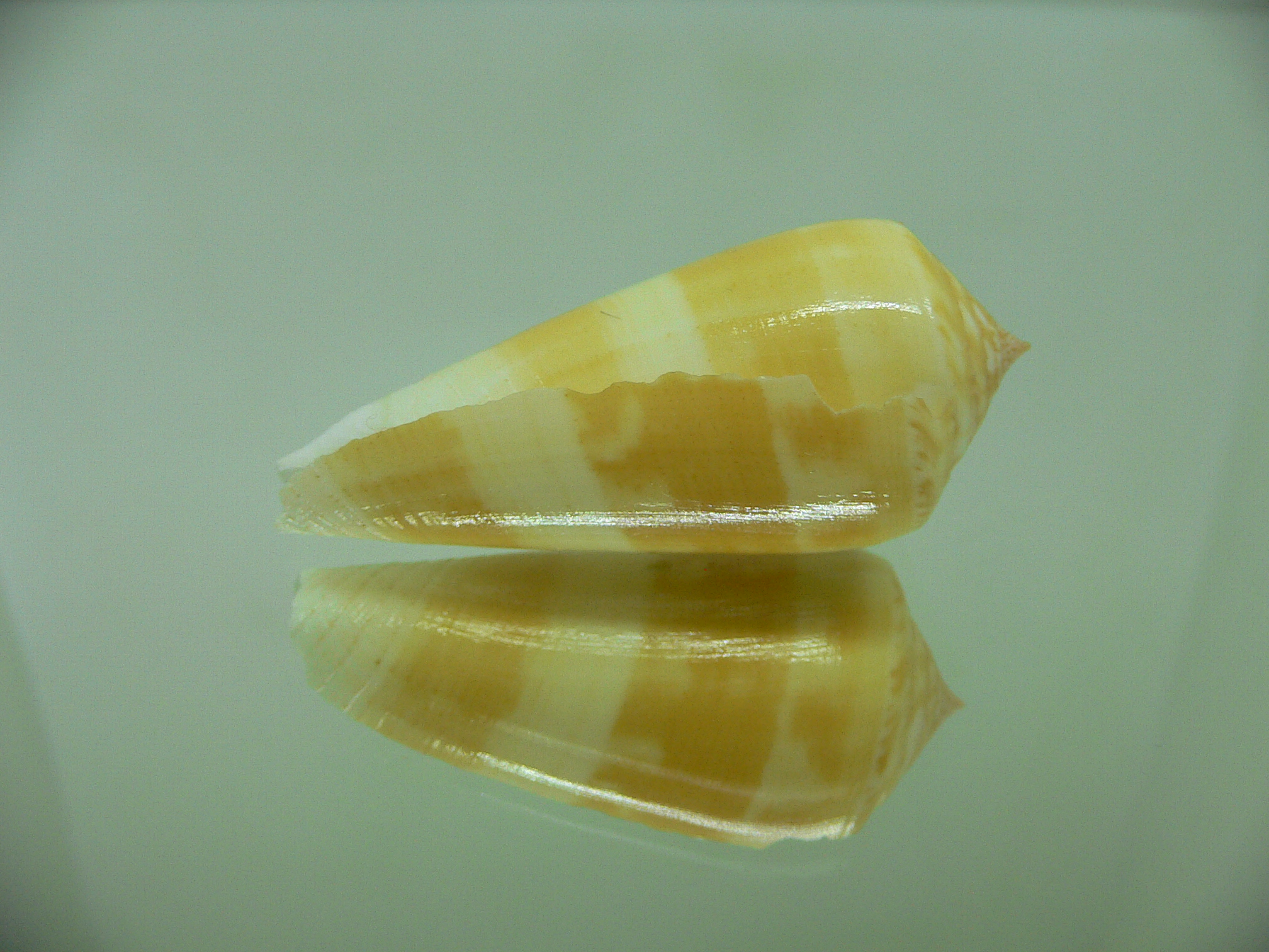 Conus consors SP.