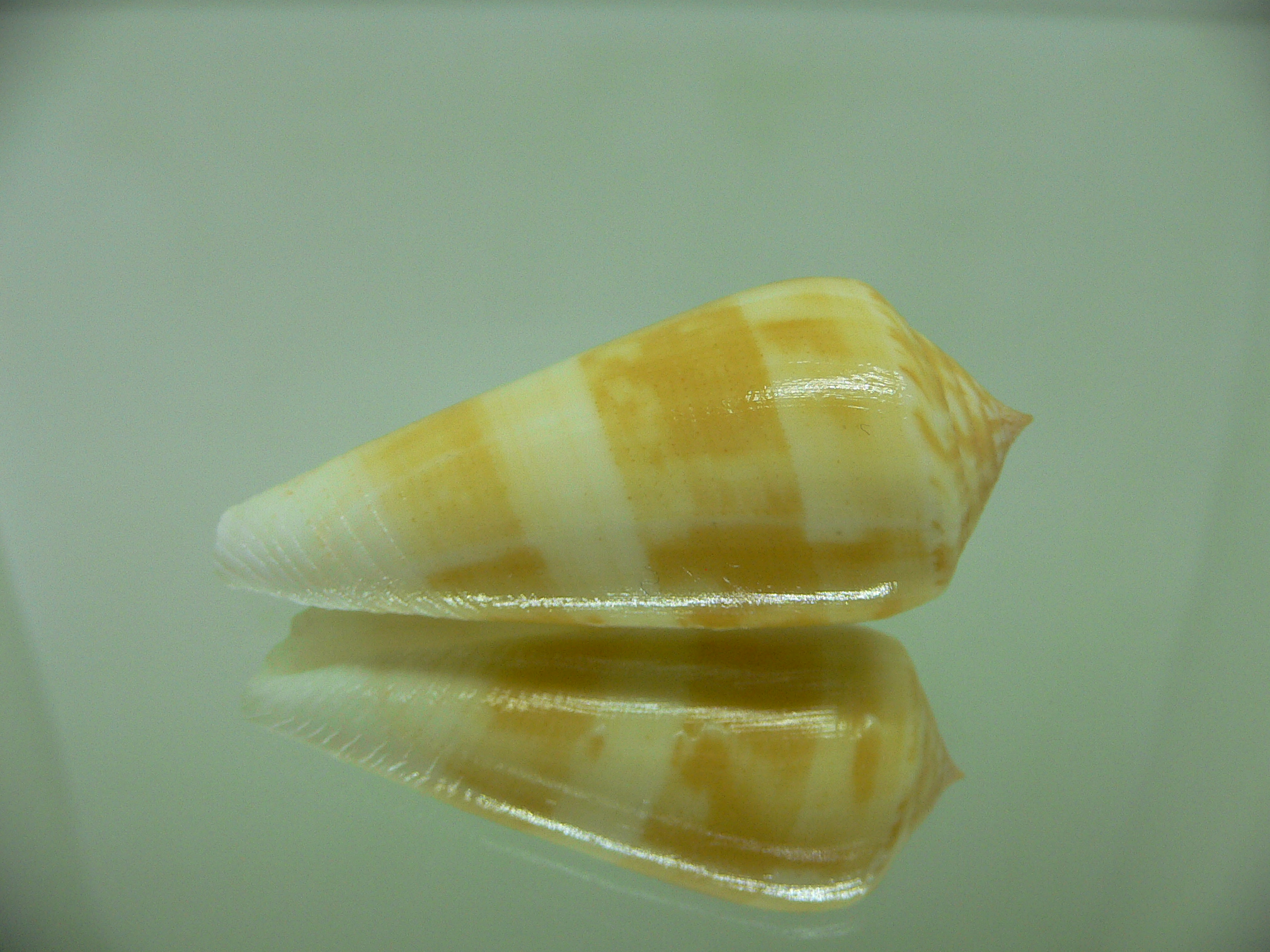 Conus consors SP.