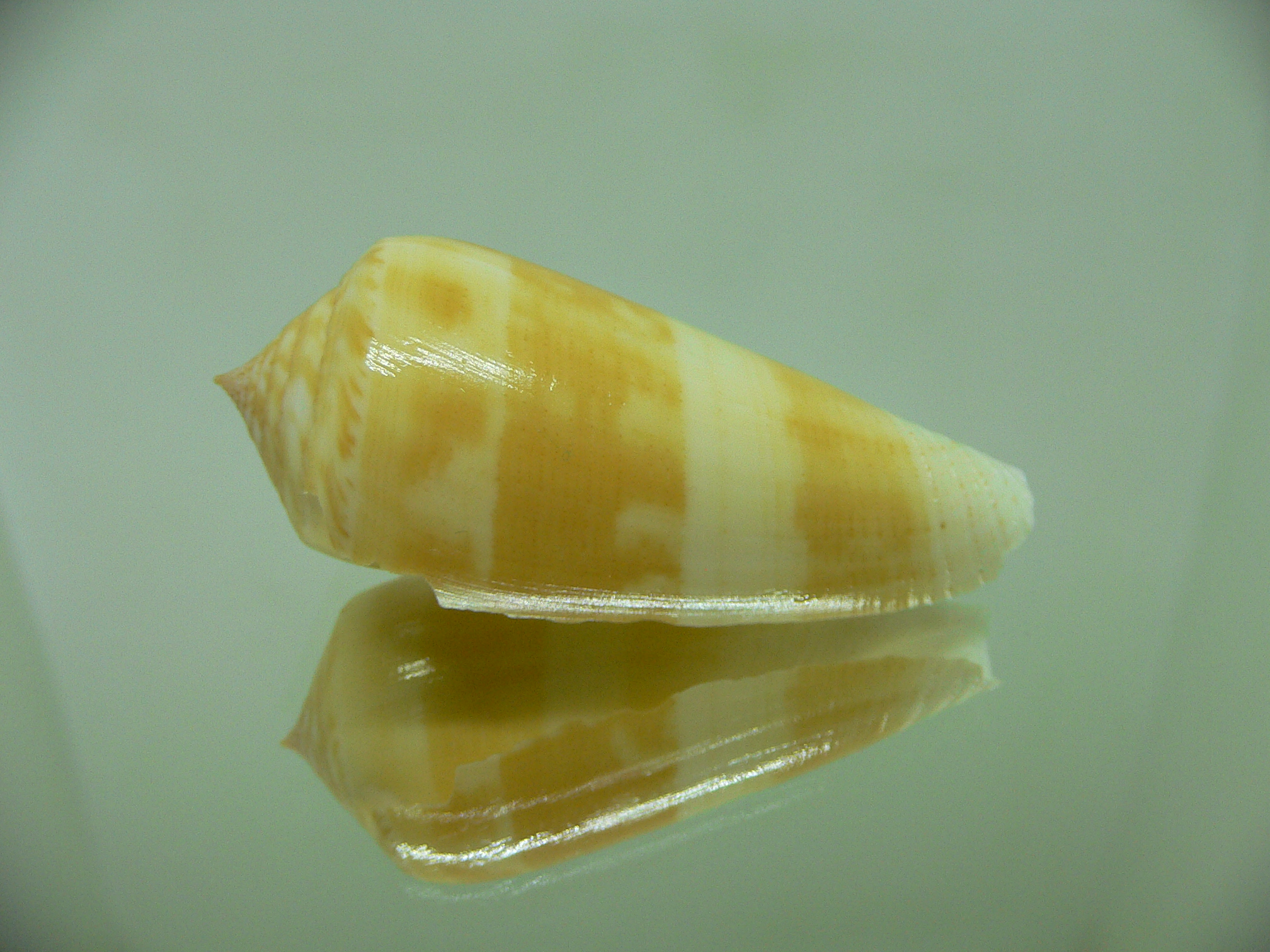 Conus consors SP.