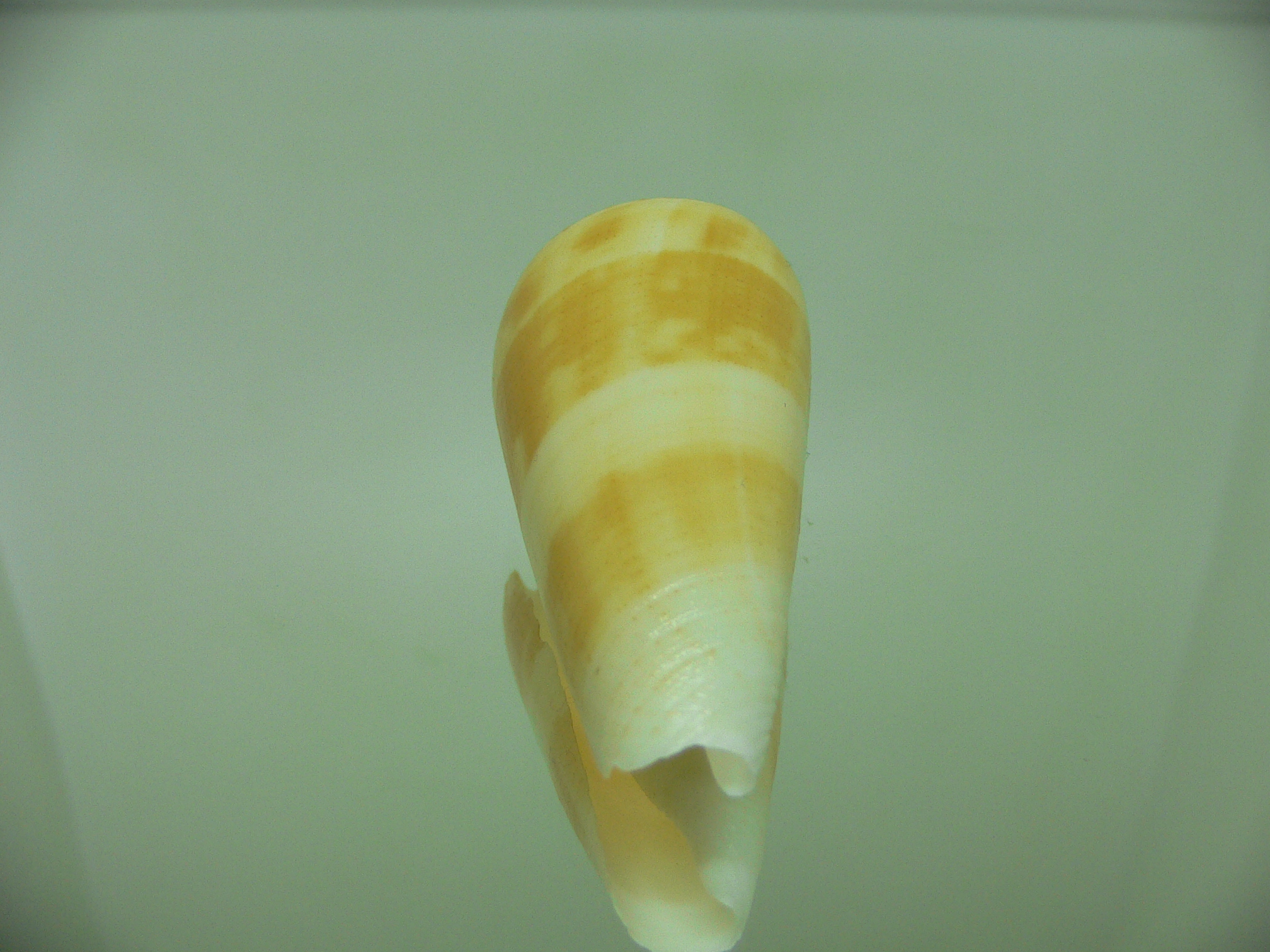 Conus consors SP.