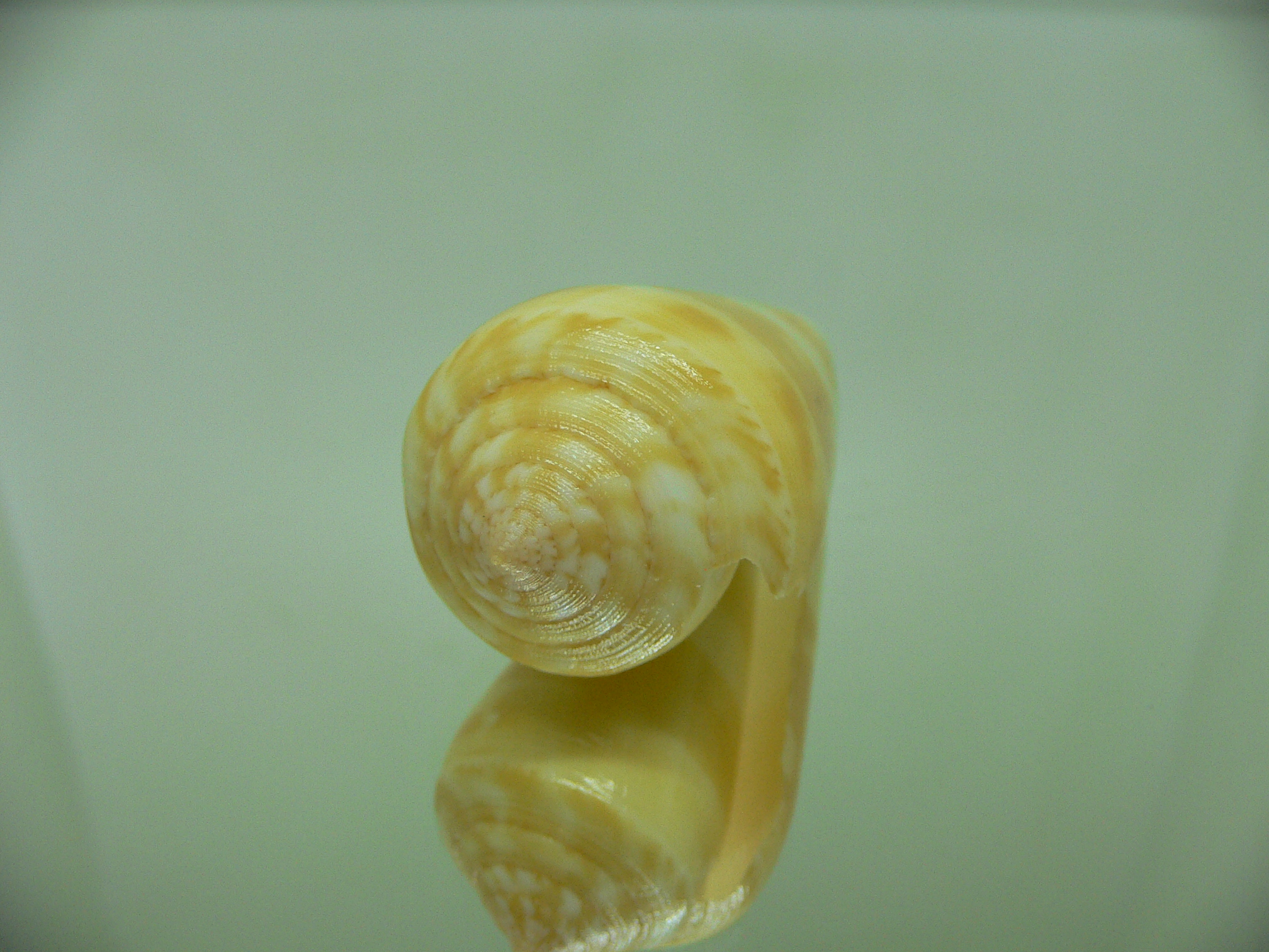 Conus consors SP.