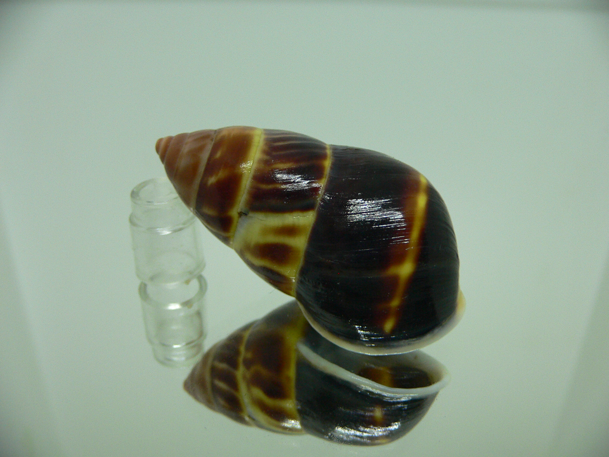 Amphidromus perversus melanoma BIG & BLACK