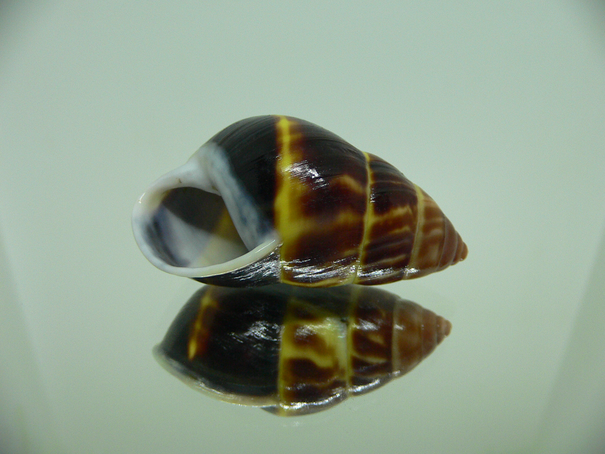 Amphidromus perversus melanoma BIG & BLACK